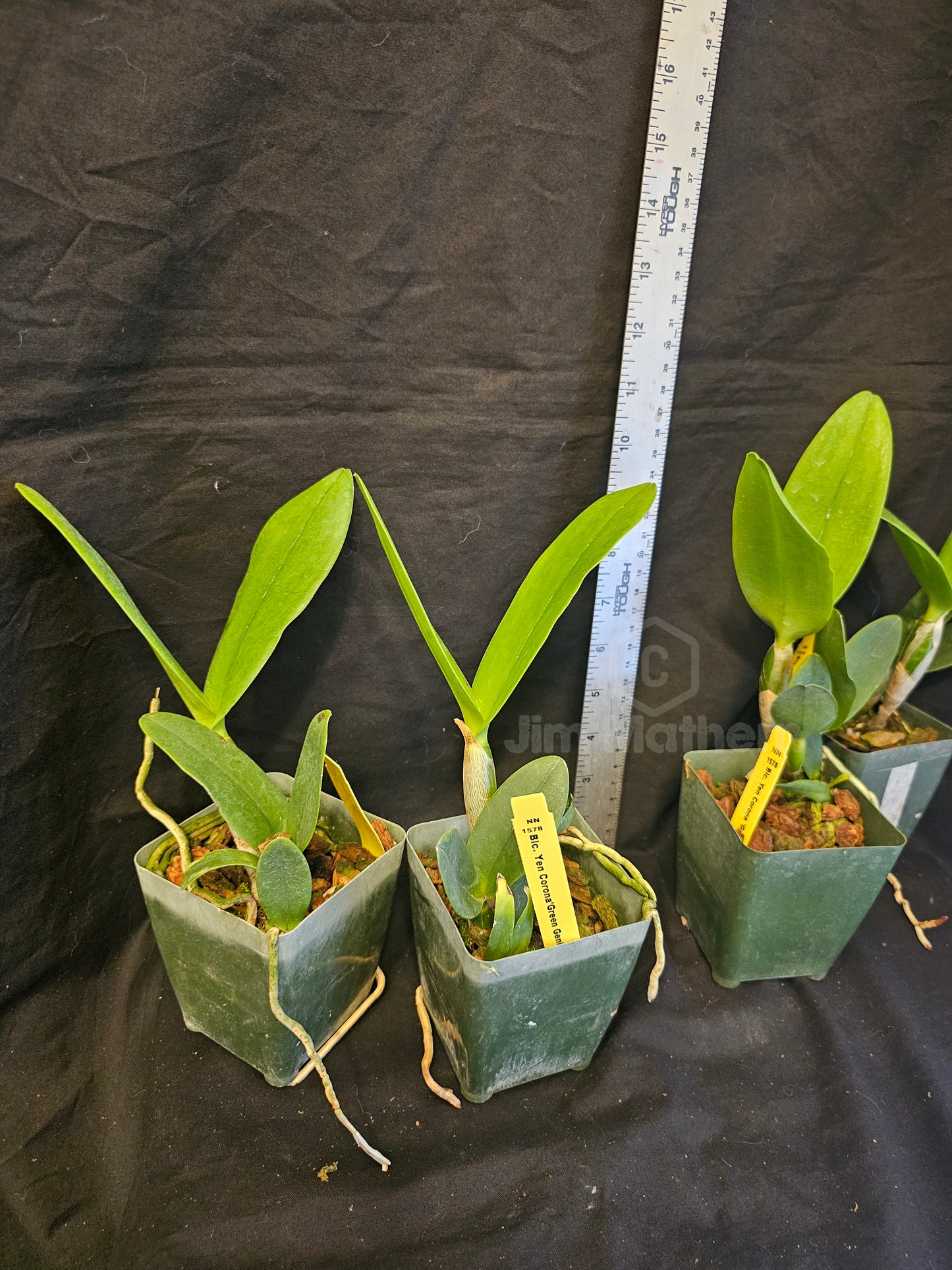 Rlc Yen Corona 'Green Genie' Blooming size Cattleya Clone, Fragrant