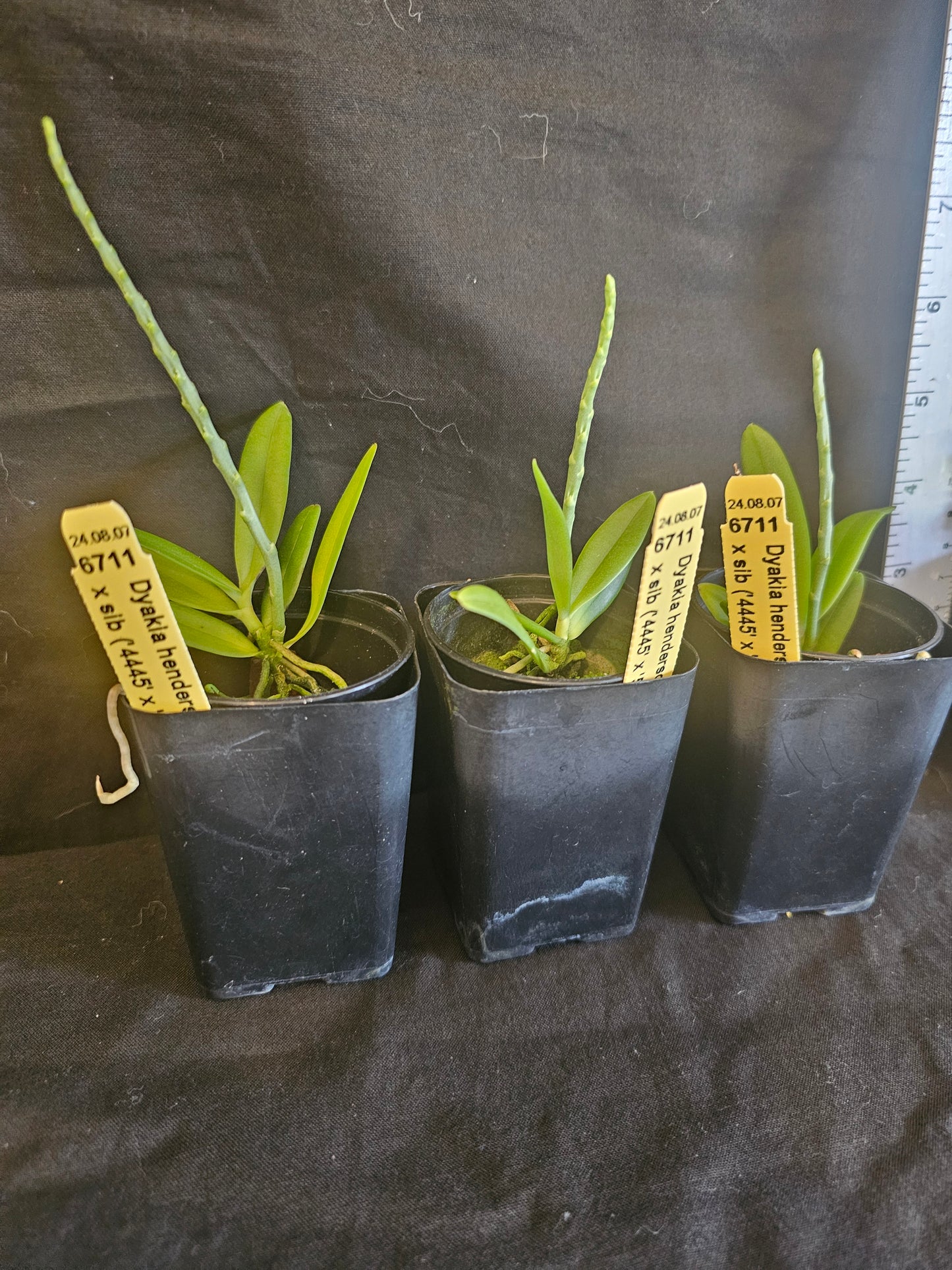 Dyakia hendersoniana Blooming size orchid species. Currently in spike.