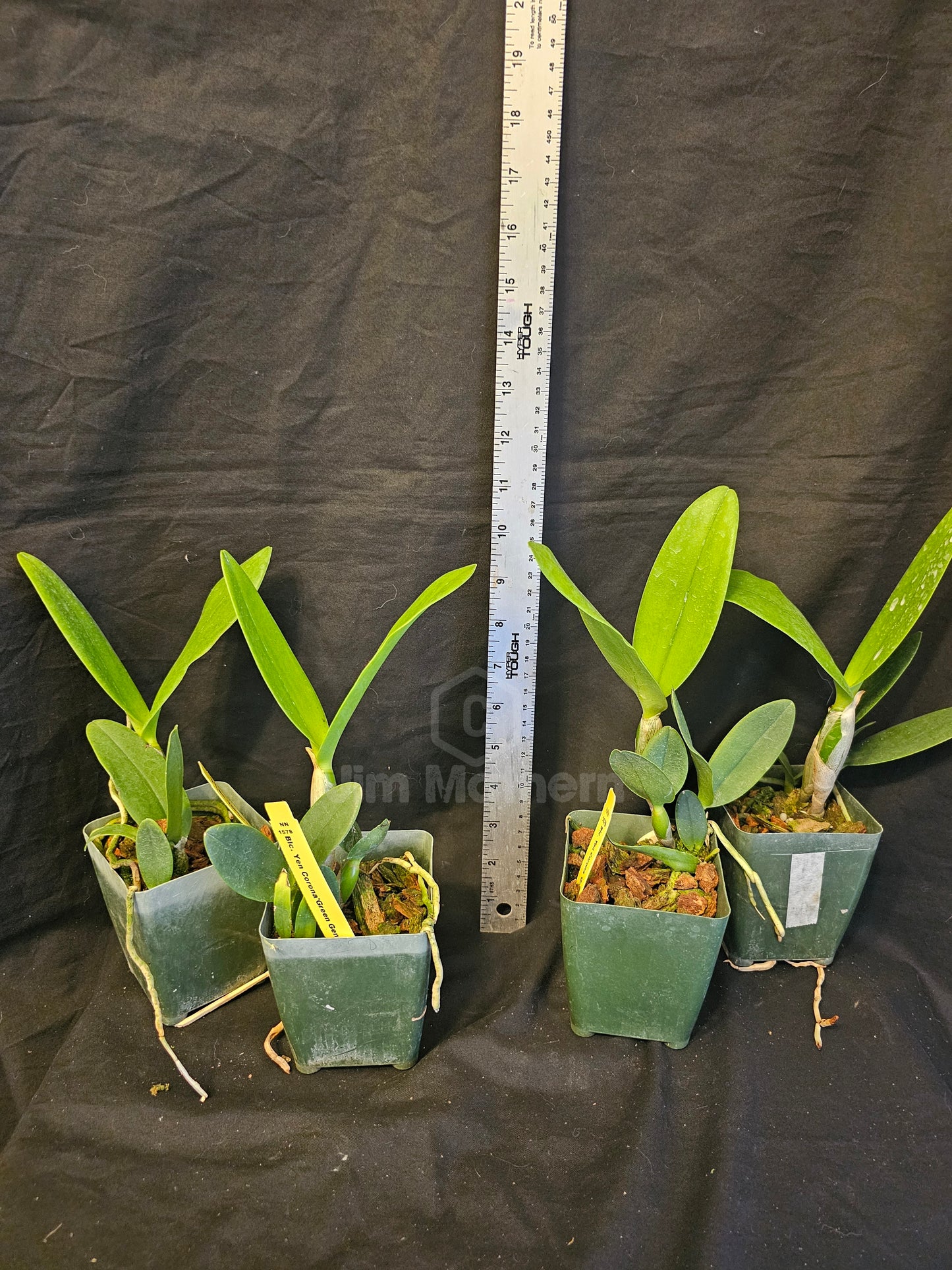 Rlc Yen Corona 'Green Genie' Blooming size Cattleya Clone, Fragrant