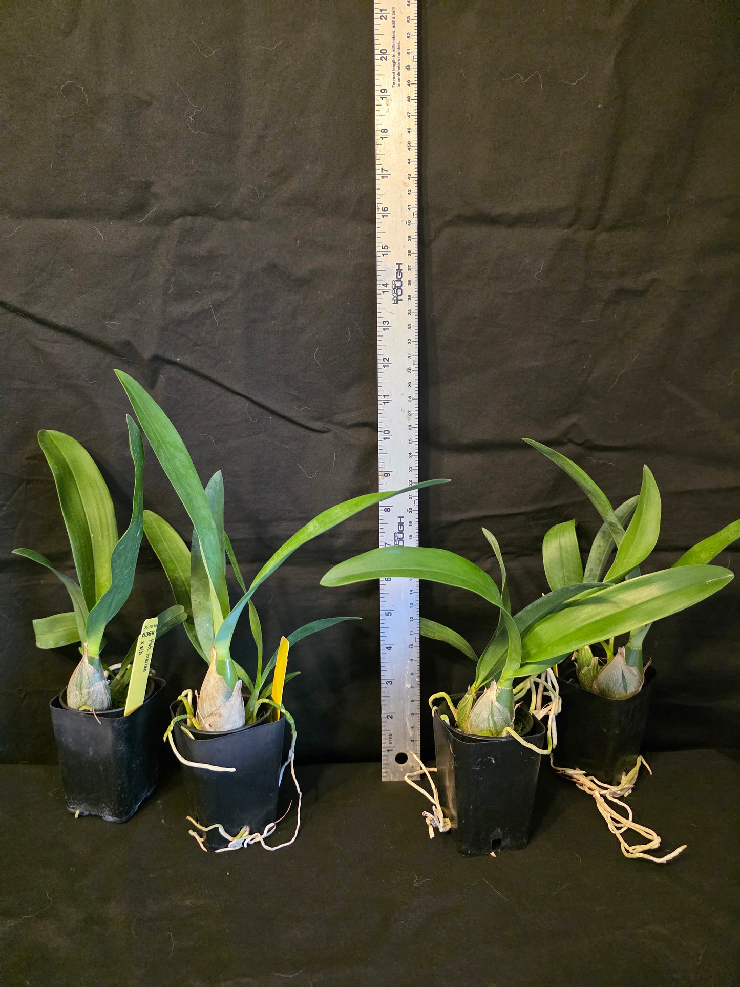 Prosthechea (Psh) mariae Rare orchid speicies