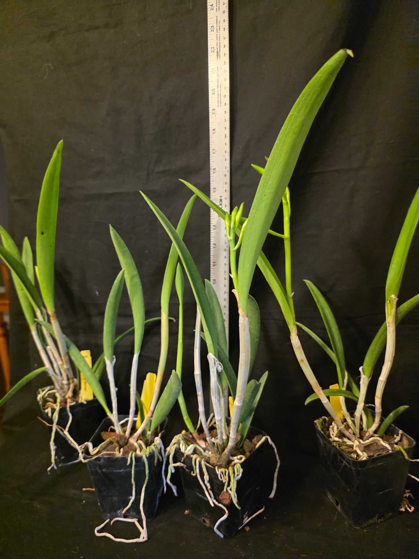 Rlc Everything Nice 'Showtime' blooming size brassavola cattleya orchid clone. Beautiful blooms