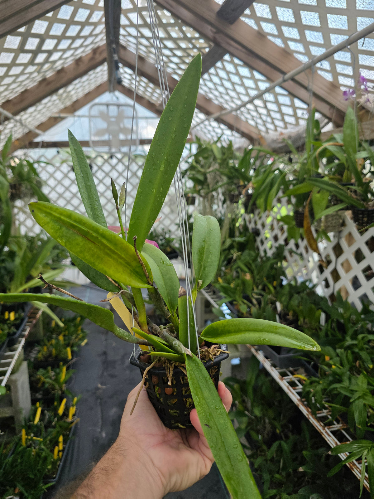 Brassavola nodosa x Pot Elaine Taylor #2. Blooming size 4" basket
