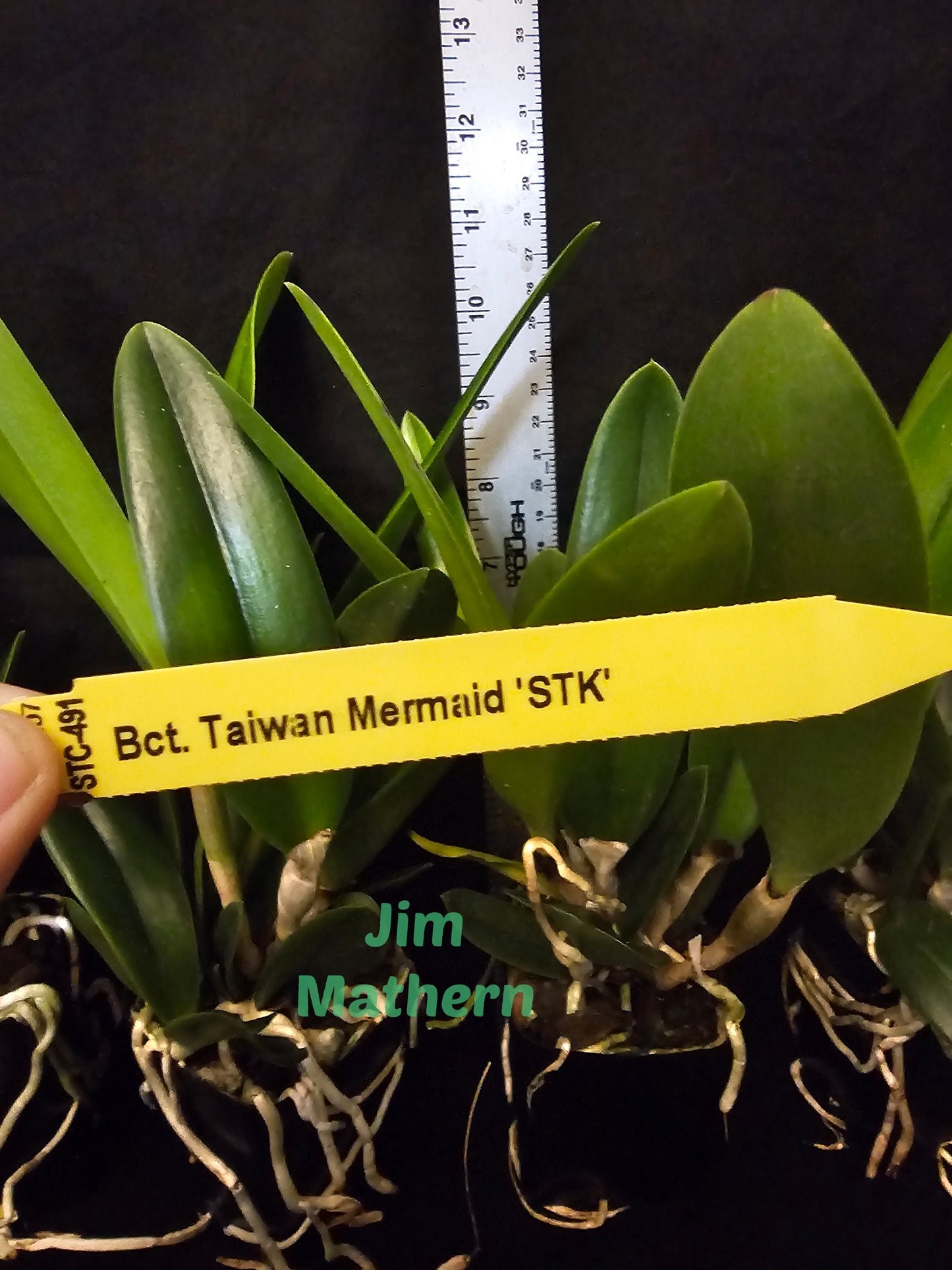 Bct Taiwan Mermaid 'STK' blooming size Brassavola/cattleya clones. Fragrant