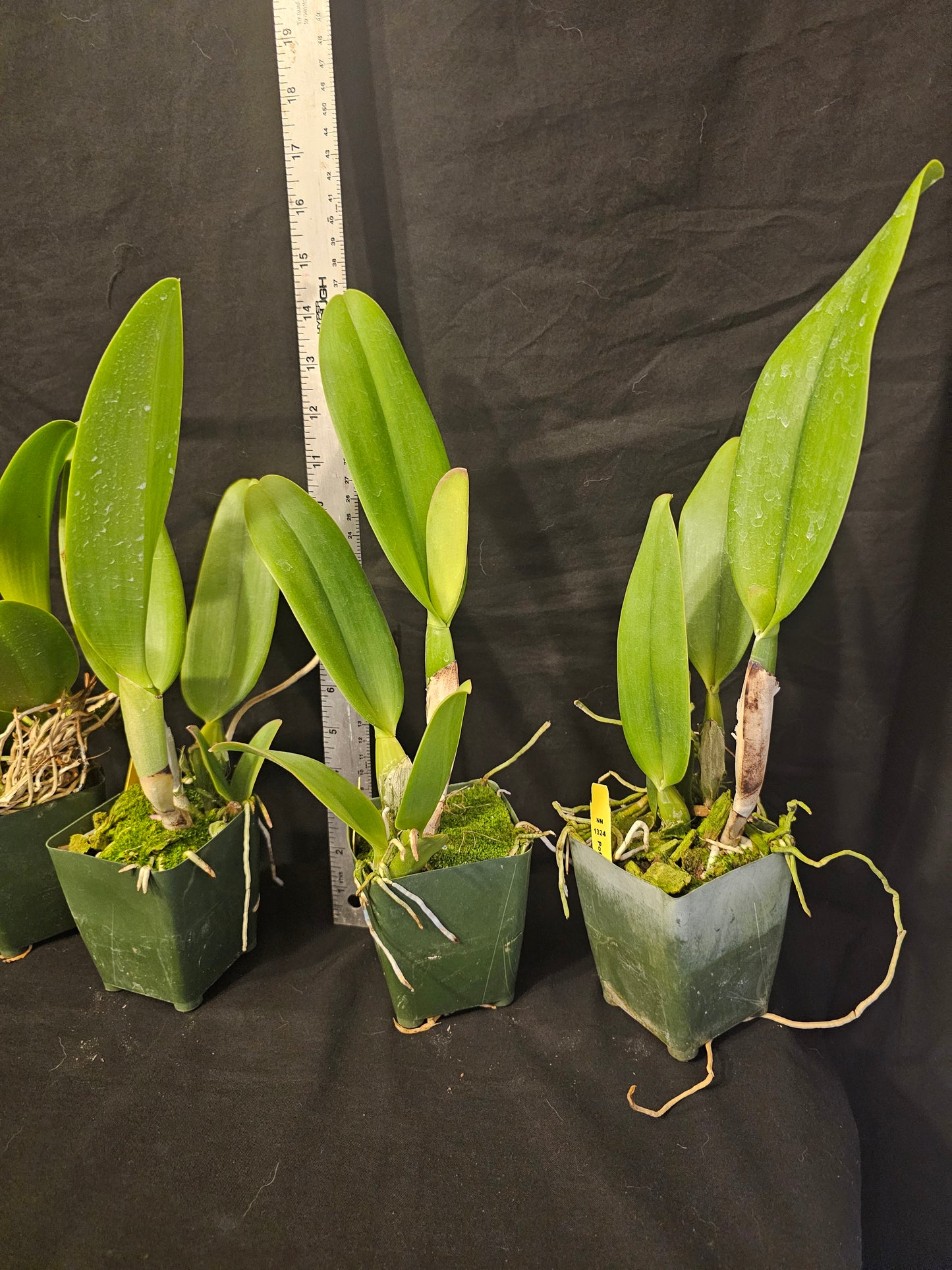 Rlc Tokyo Bay 'Victory' (Rhyncholaeliocattleya Vallespin × Cattleya Commander)