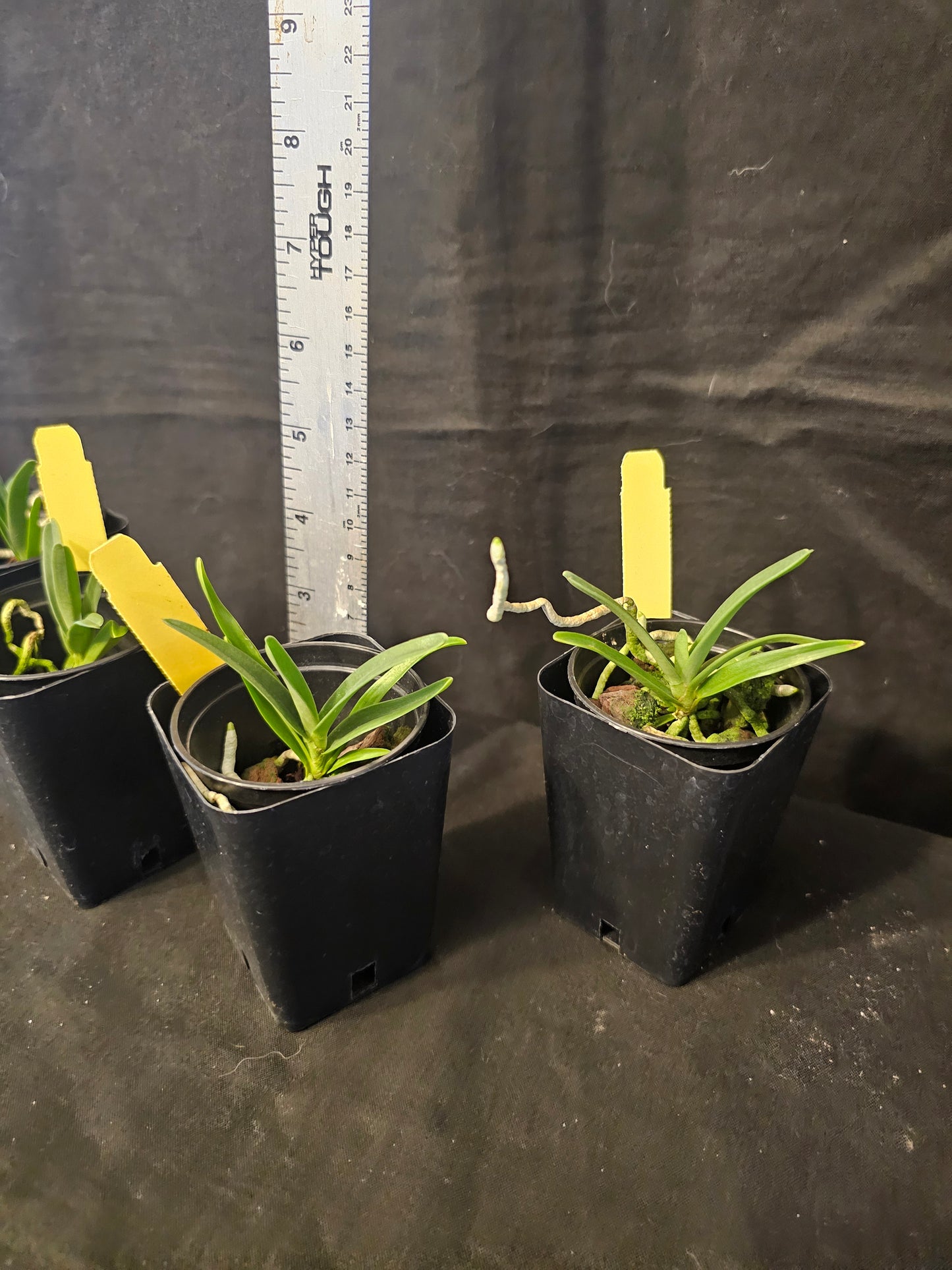Angraecum rutenbergianum near blooming size miniature Angraecum orchid species. Fragrant.