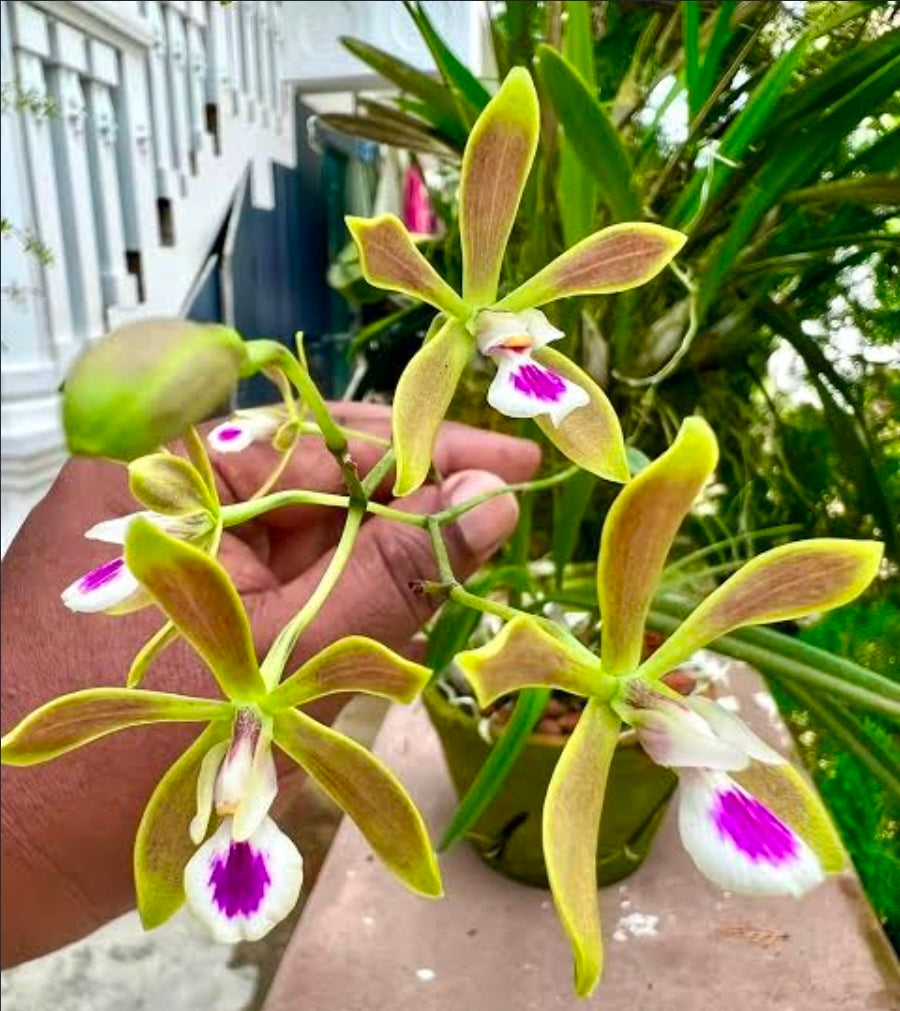 Encyclia tampensis blooming size mounted orchid species. Fragrant like honey.