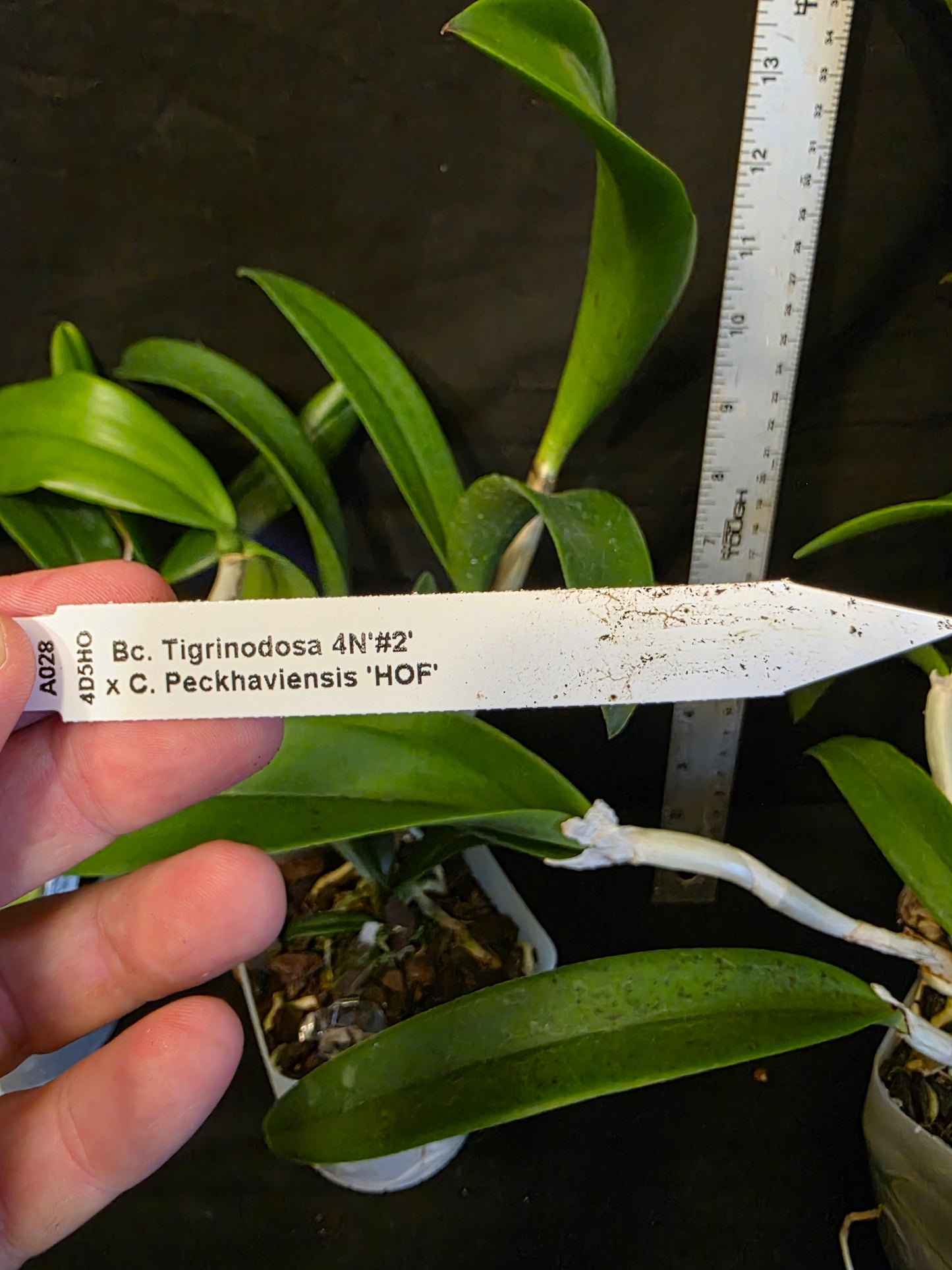 Bc Tigrinodosa 4N x C. Peckhaviensis 'HOF', blooming size brassavola cattleya orchid hybrid. Beautiful highly fragrant spotted blooms.