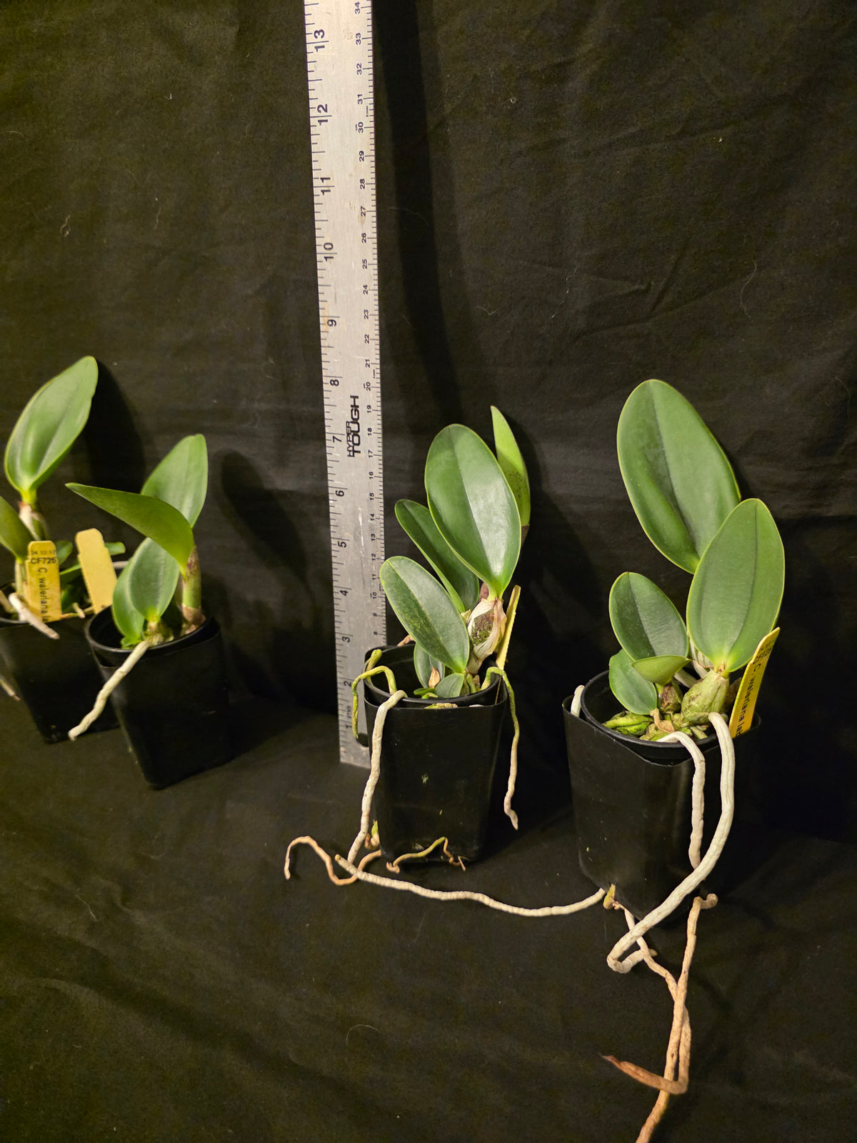 Cattleya walkeriana labeloide 'Flash' (trilabelo) blooming size cattleya orchid species. Rare