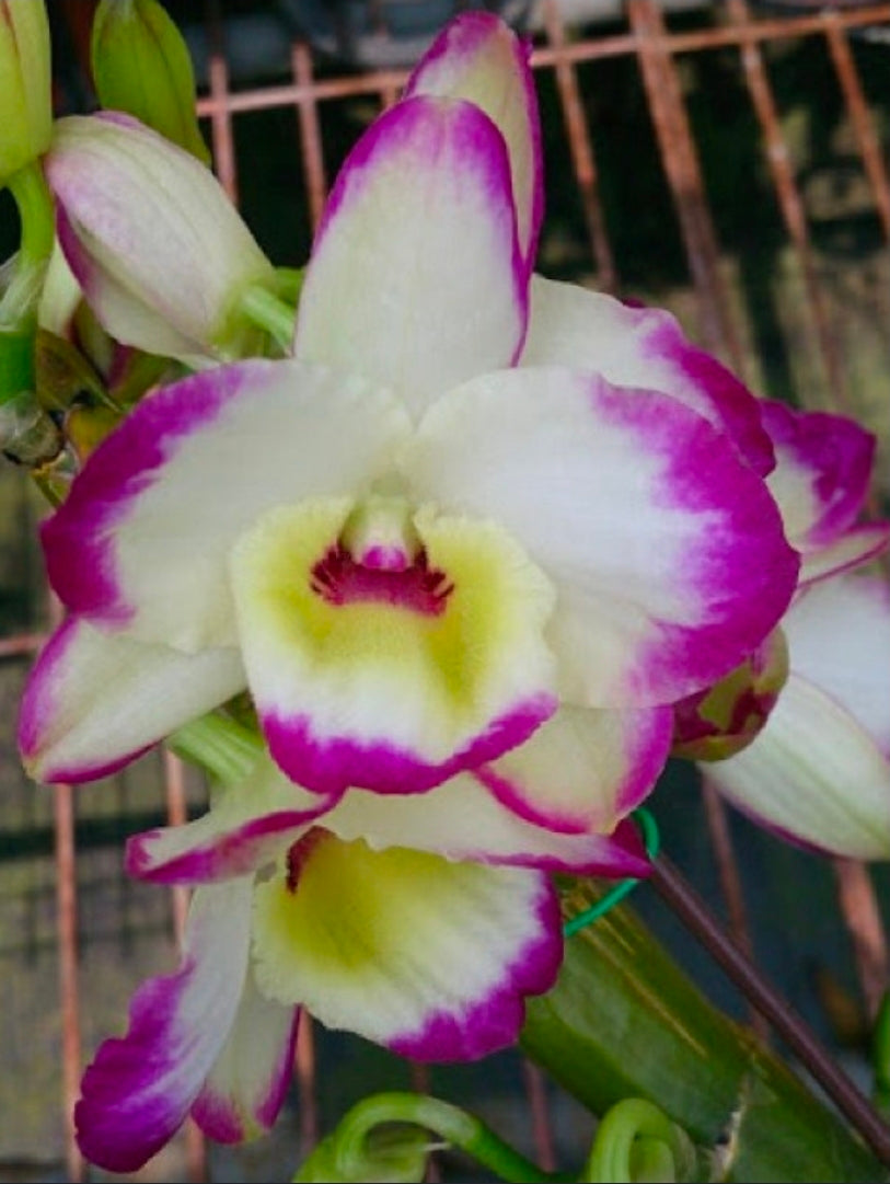 Dendrobium Lucky Angel 'Smash' blooming size nobile Dendrobium orchid clone.
