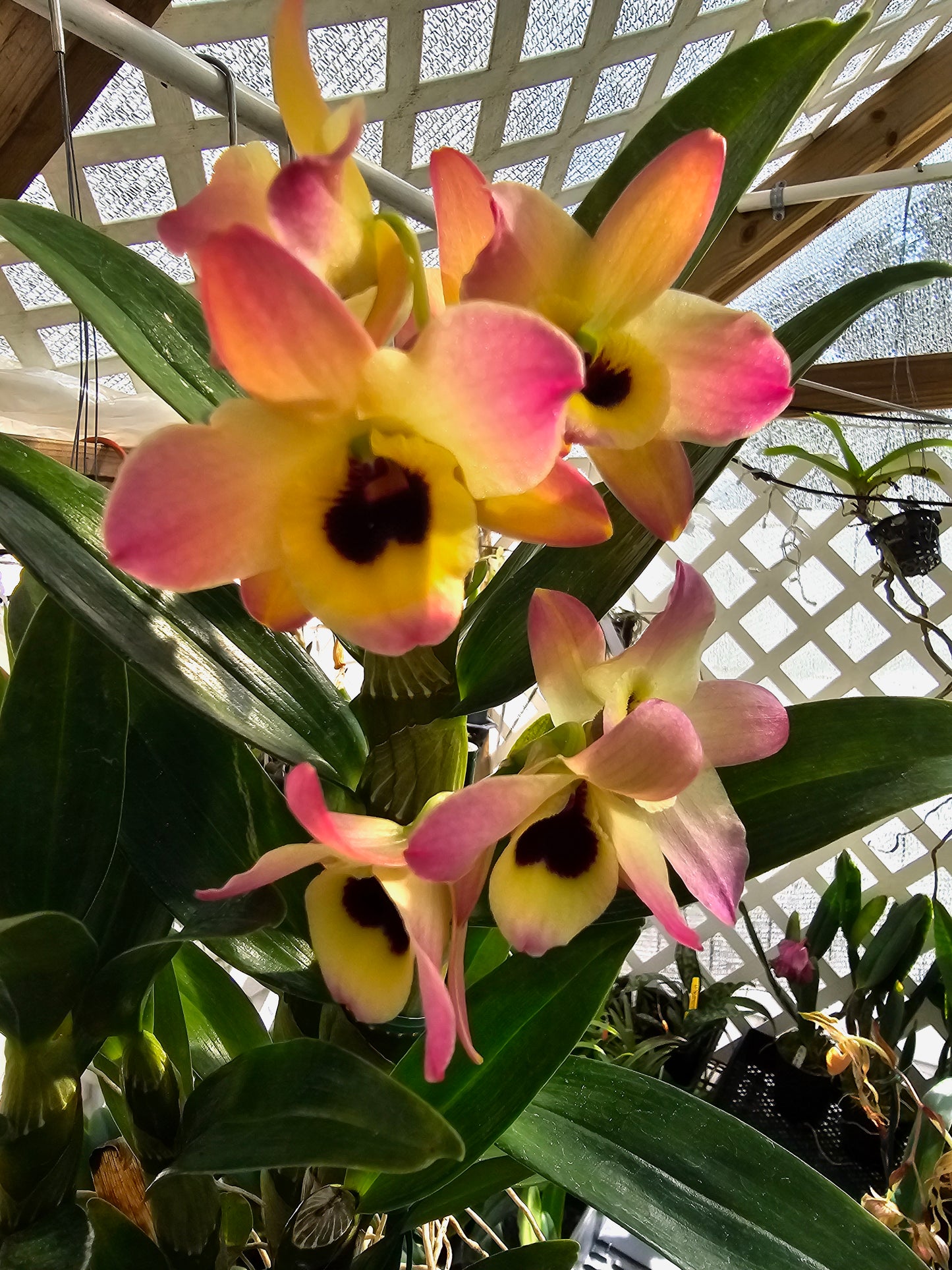 Dendrobium Oriental Smile 'Butterfly'