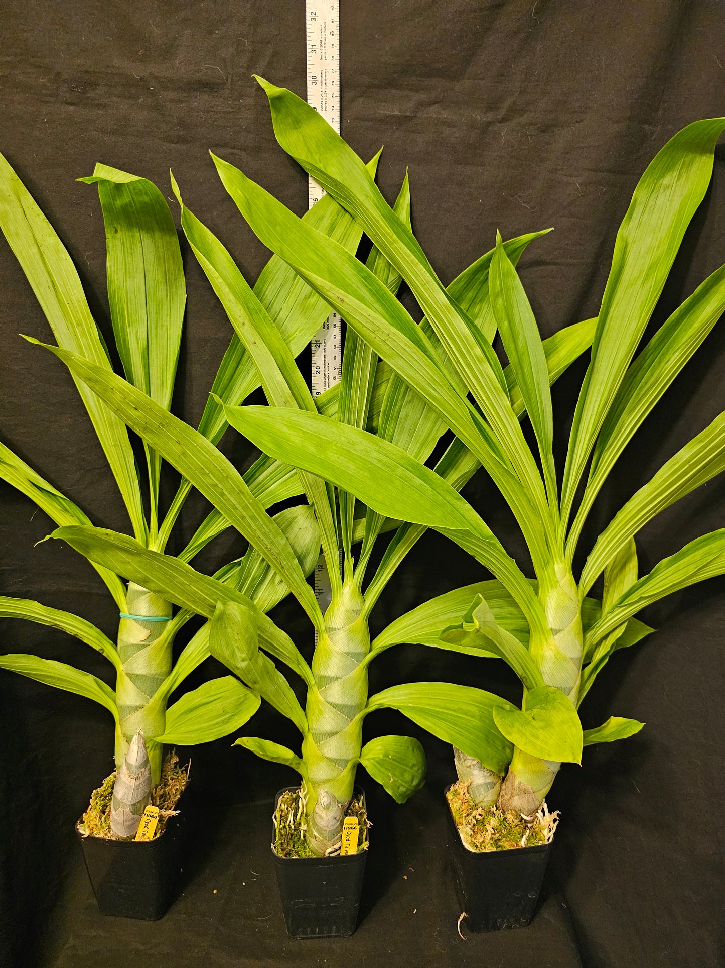 Cycnodes Taiwan Gold 'Orange' (Cycnoches chlorochilon × Mormodes badia)