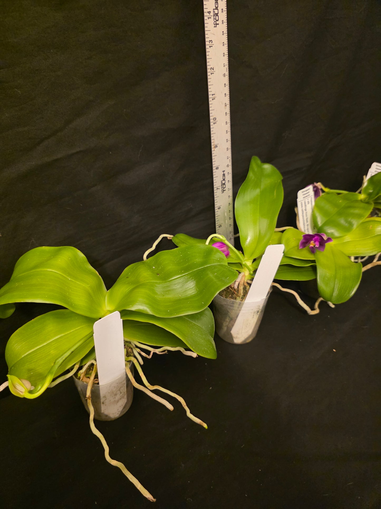 Phalaenopsis violacea v red x sib blooming size orchid species. Fragrant