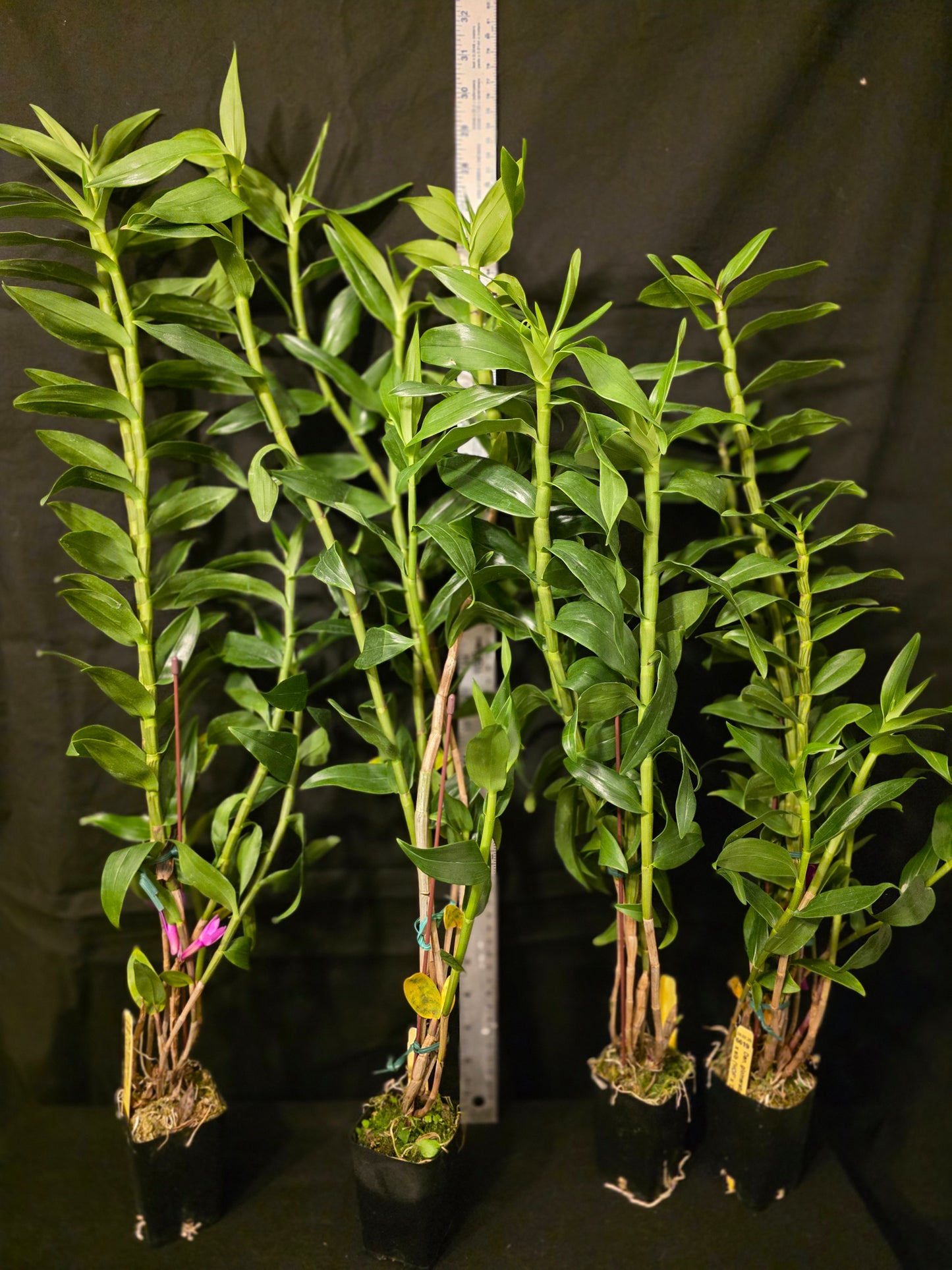 Dendrobium glomeratum. Near blooming size Dendrobium orchid species.