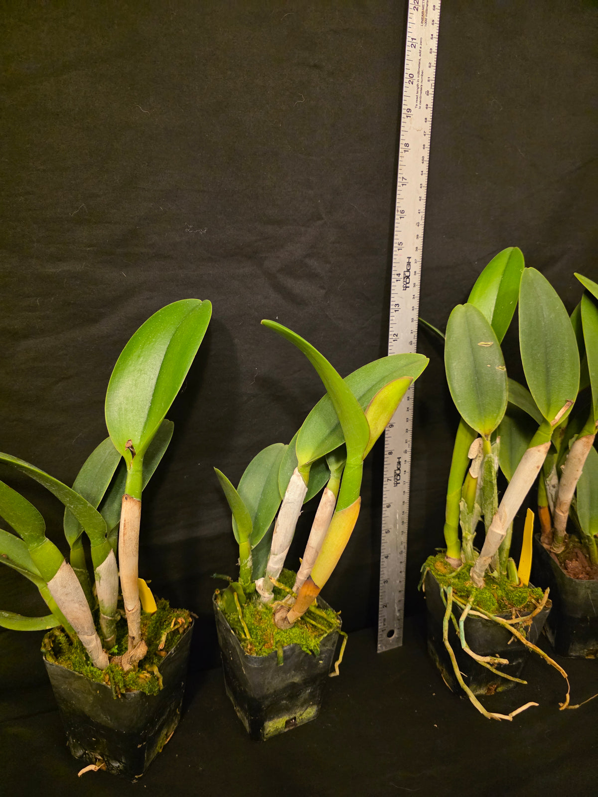 Rlc Prada Green Deluxe 'NN' near blooming size fragrant green cattleya clone.
