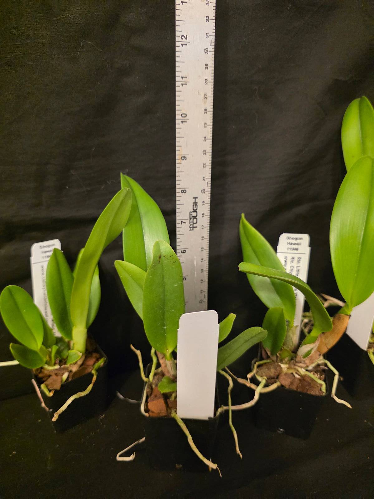 Rlc Little Toshie x Chyong Guu Chaffinch. Near blooming size compact growing cattleya.