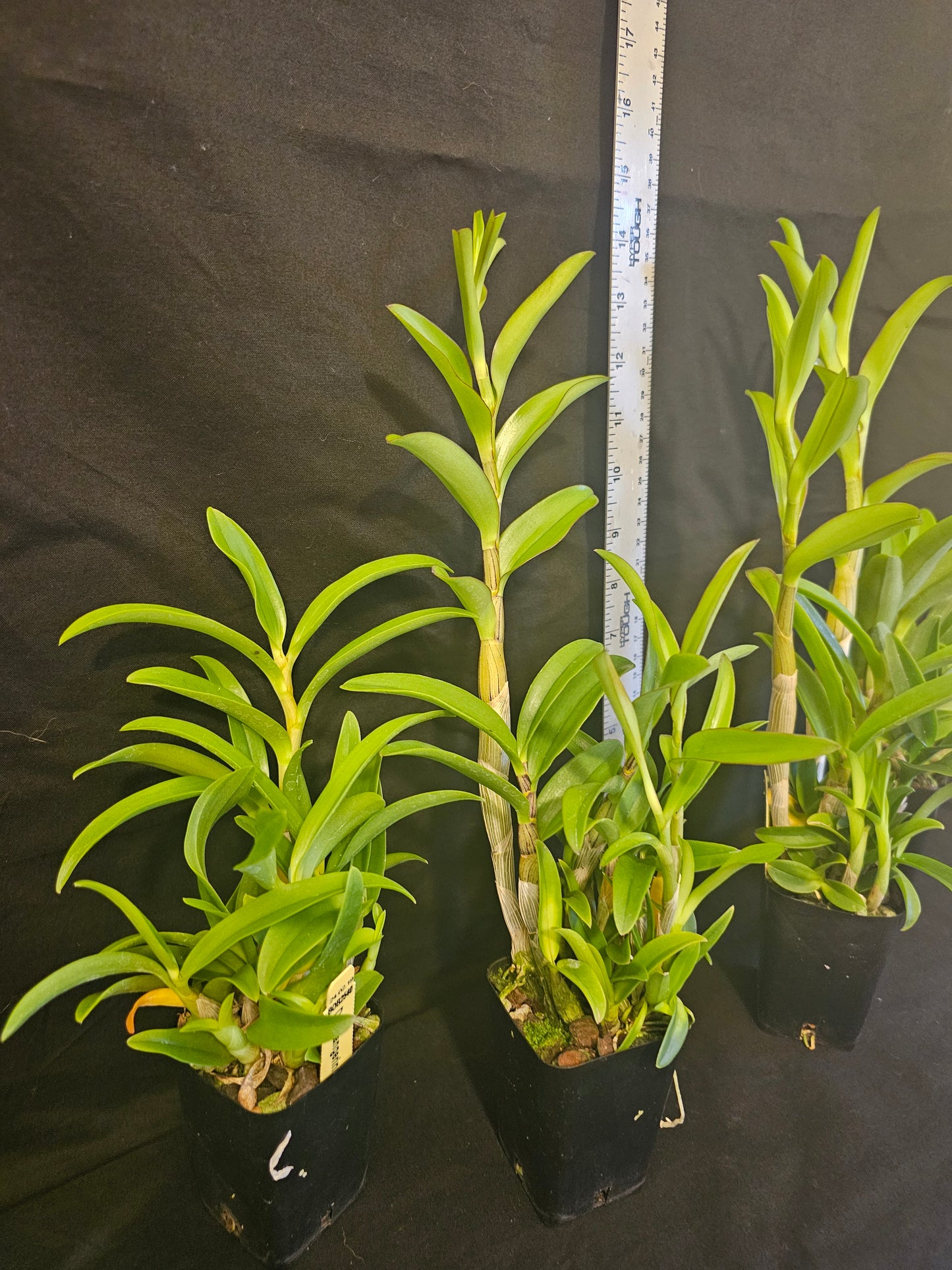 Dendrobium tangerinum, young near blooming size Antelope dendrobium orchid species.