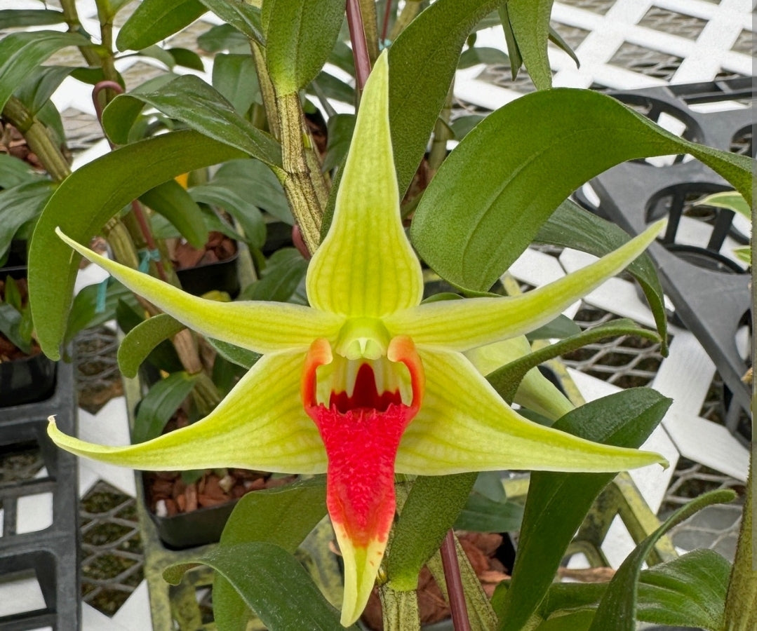 Dendrobium Hsinying Tobazuki. Blooming size Dednrobium Orchid hybrid. Beautiful unique blooms.