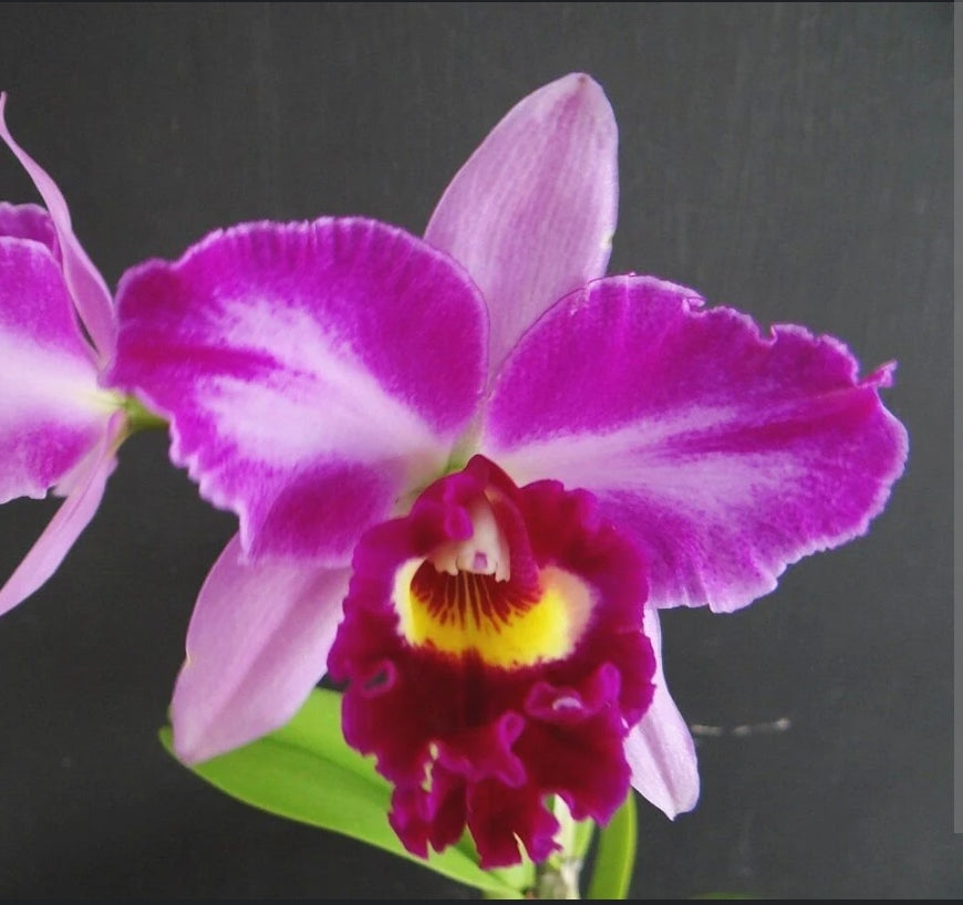 Rlc Hsinying Rouge 'Ching Hua #6' blooming size cattleya orchid clone fragrant attractive blooms