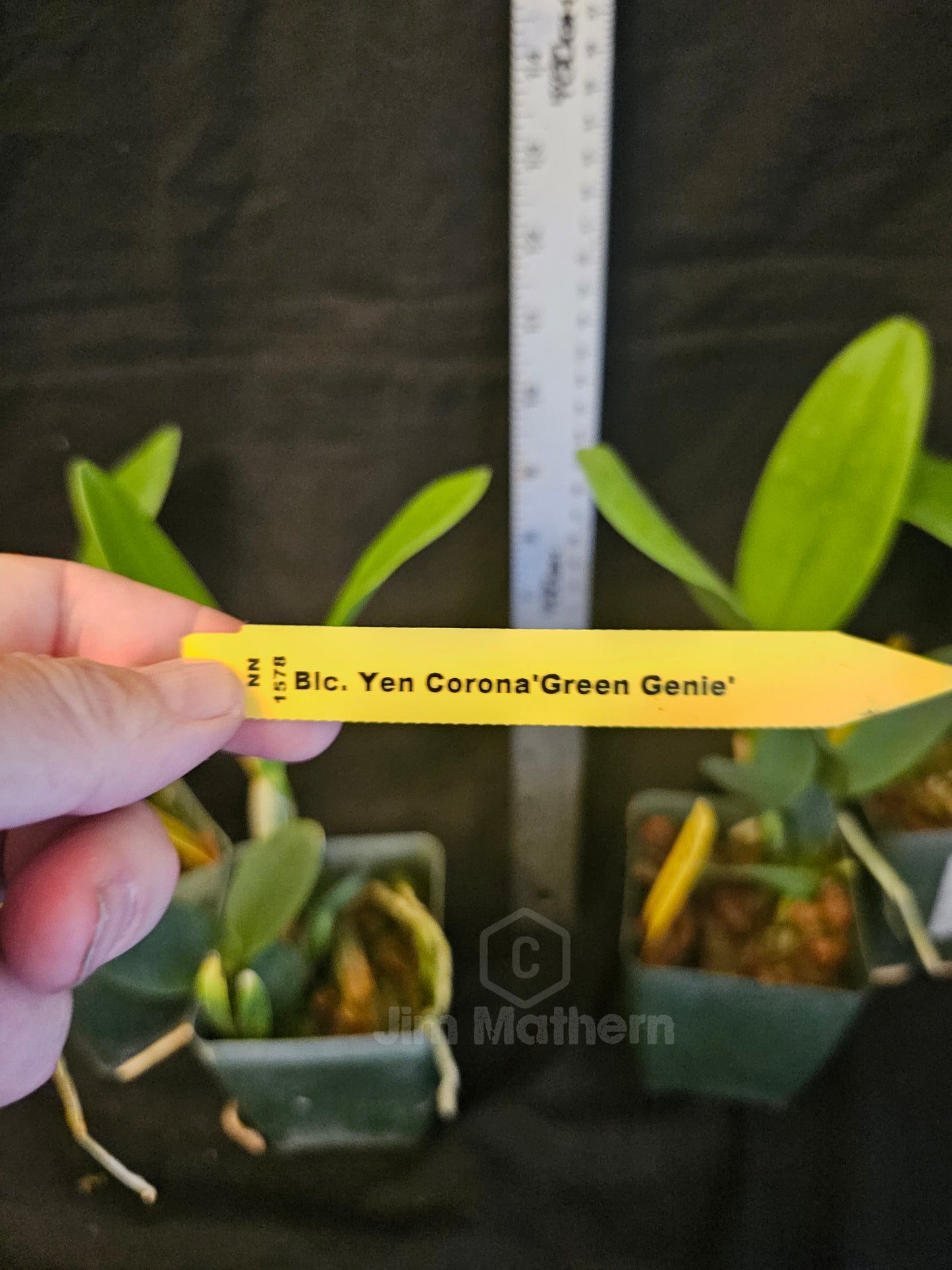 Rlc Yen Corona 'Green Genie' Blooming size Cattleya Clone, Fragrant