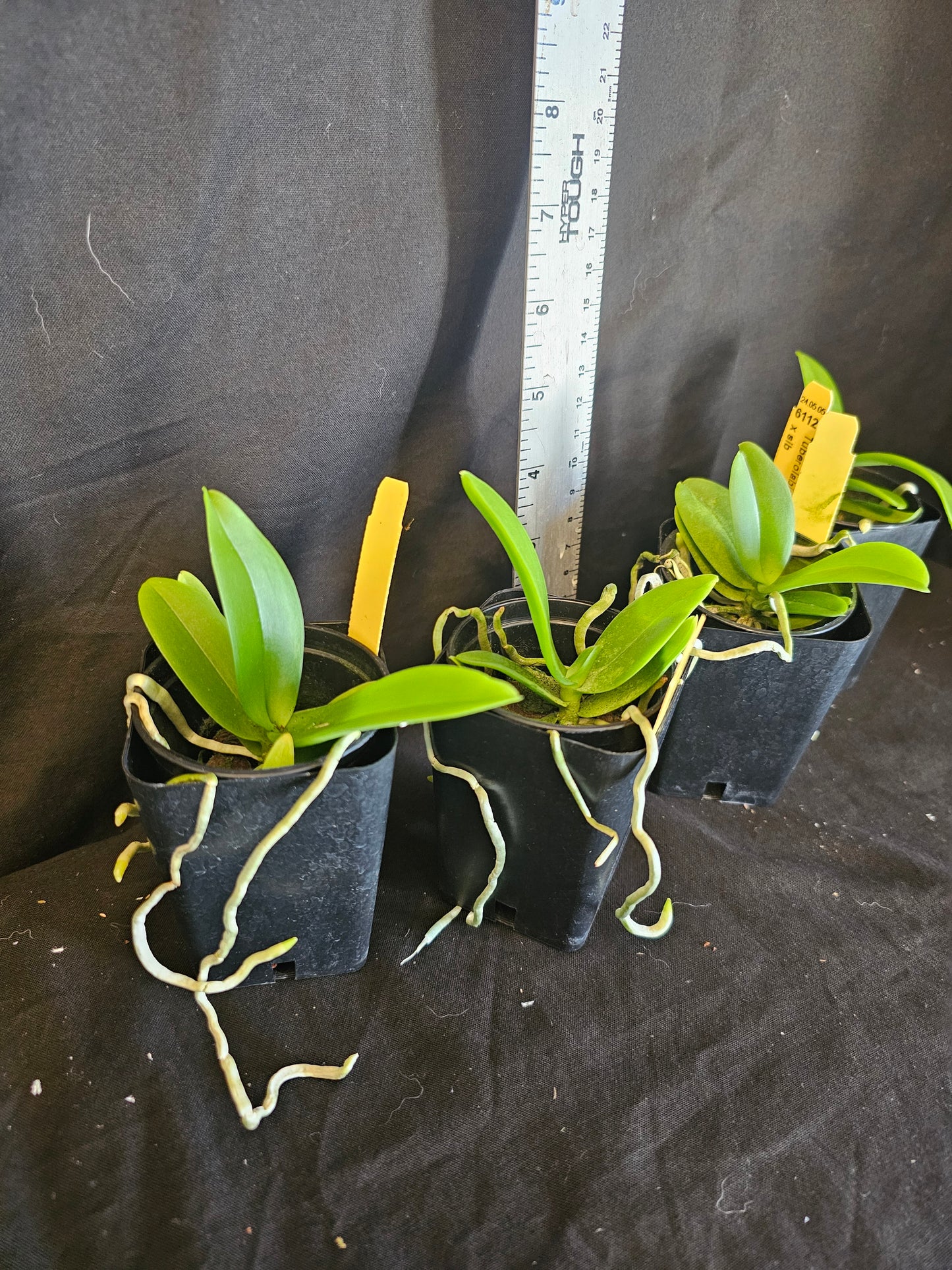 Tuberolabium kotoense x sib. First bloom size plants. Very fragrant.