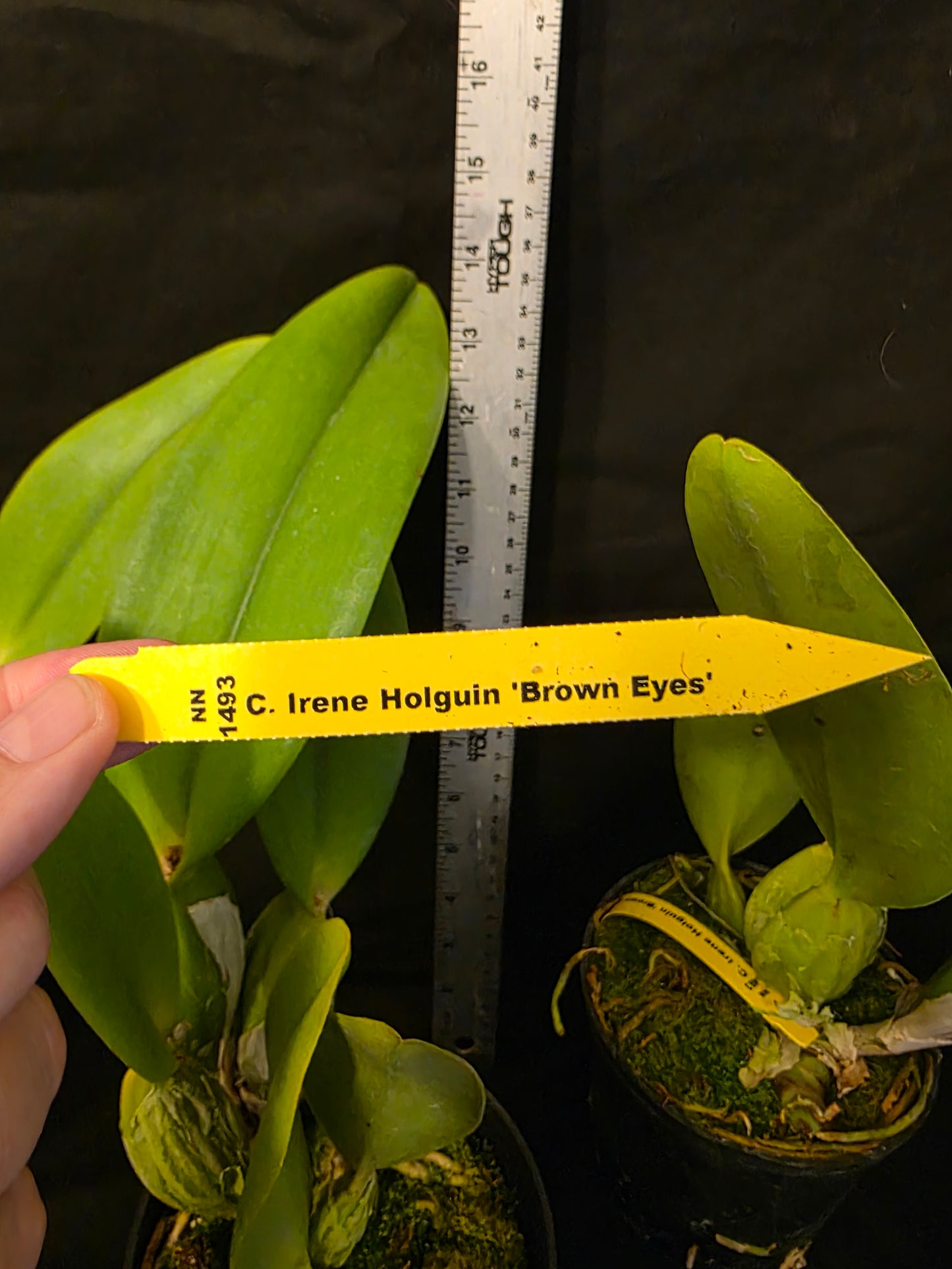Cattleya Irene Holguin 'Brown Eyes' (C.Astral Beauty x C.JA Carbone)