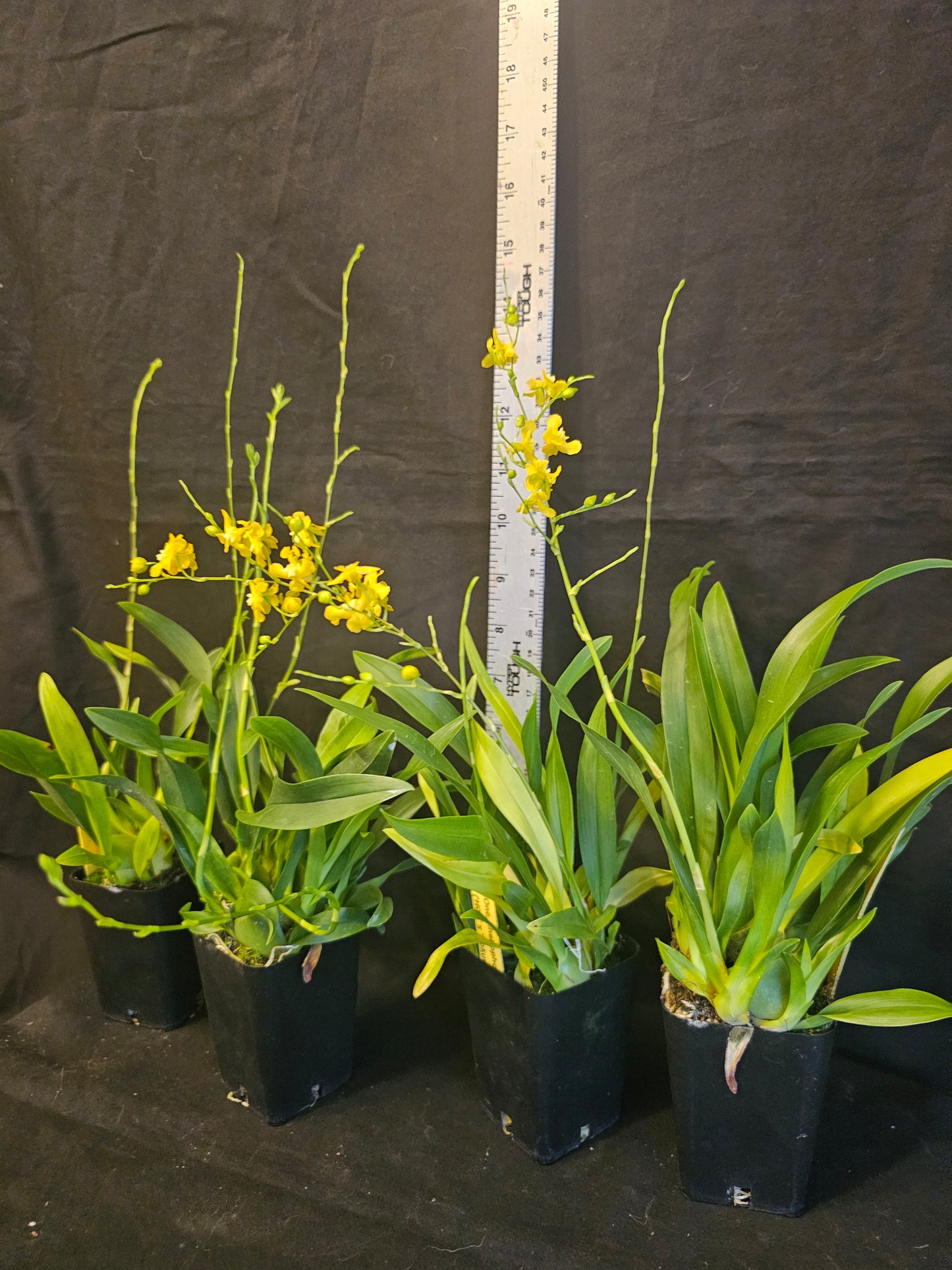 Oncidium cheirophorum x sib blooming size compact oncidium species. Fragrant. Twinkle parent