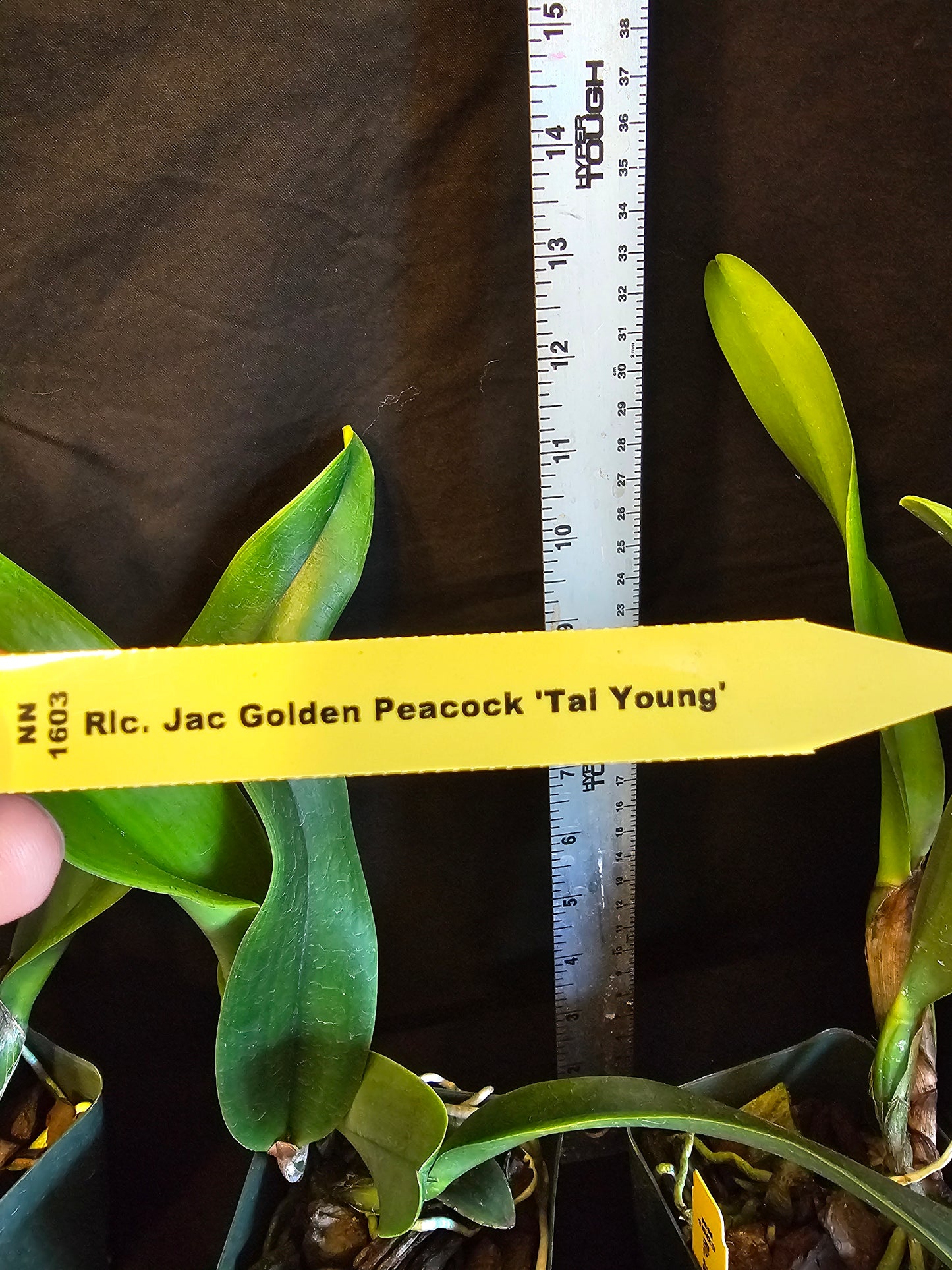 Rlc Jac Golden Peacock 'Tai Young' near blooming size cattleya orchid clone.