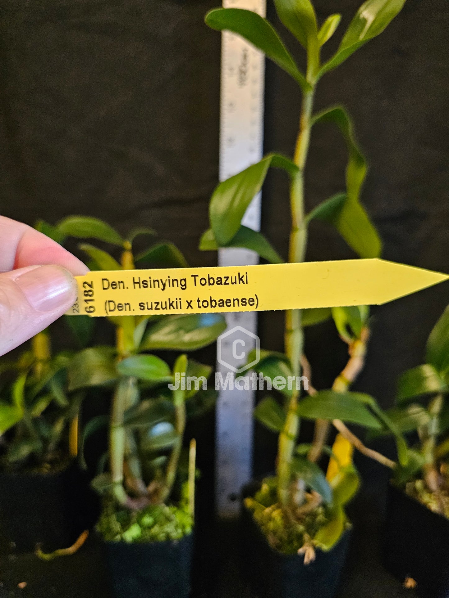 Dendrobium Hsinying Tobazuki. Blooming size Dednrobium Orchid hybrid. Beautiful unique blooms.