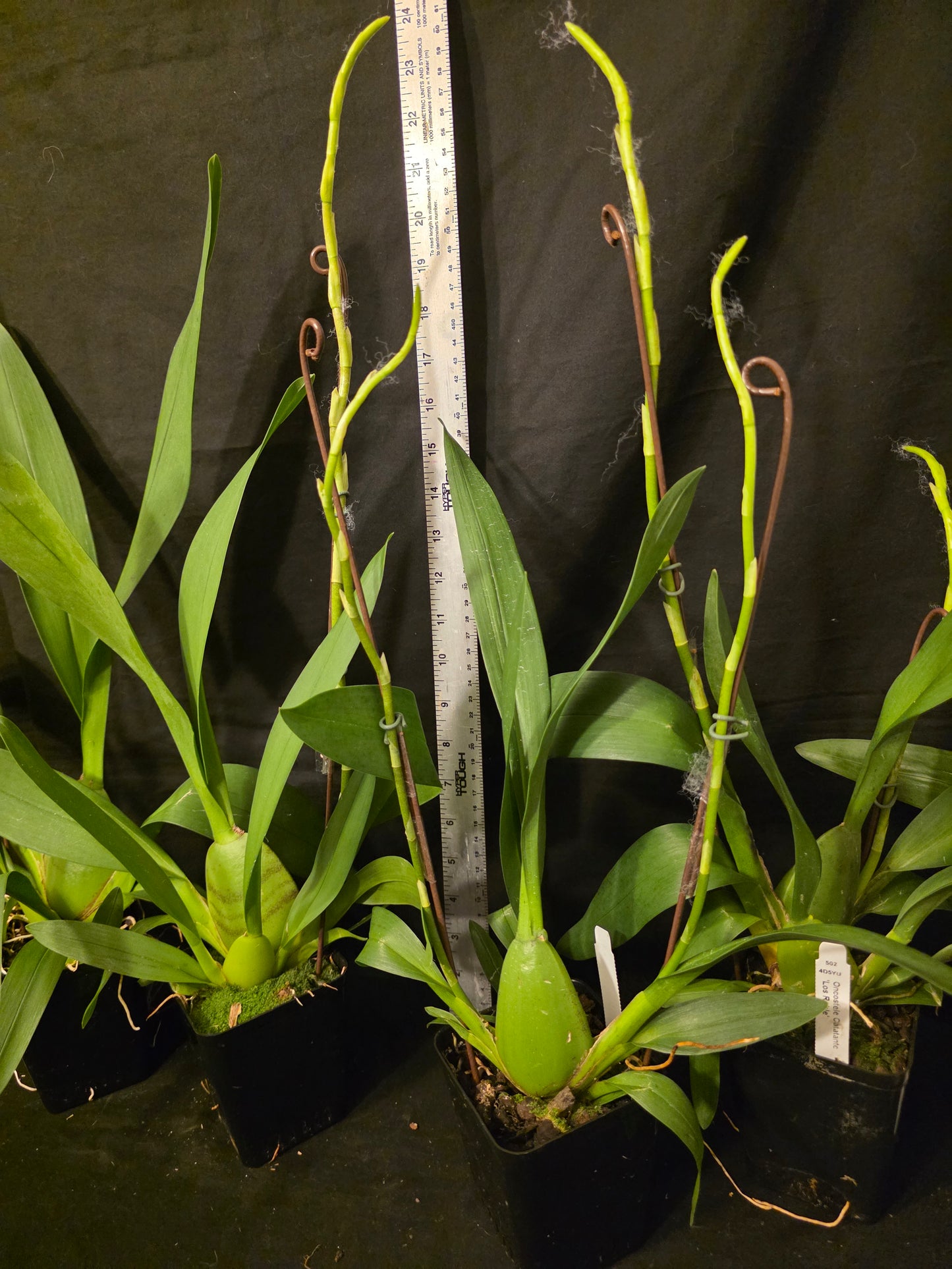 Oncidium Catante 'Los Robles' Blooming size oncidium orchid clone In Spike