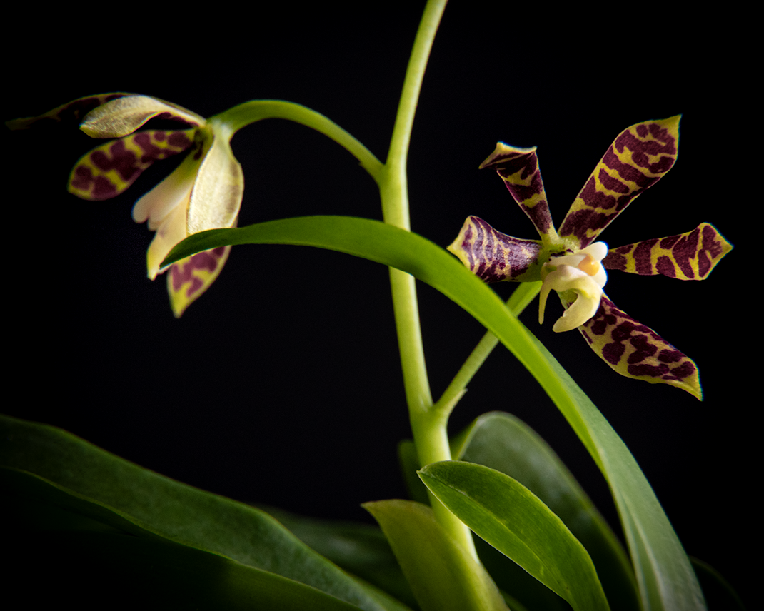 Prosthechea boothiana blooming size mounted orchid species. Fast growing, well established plants.