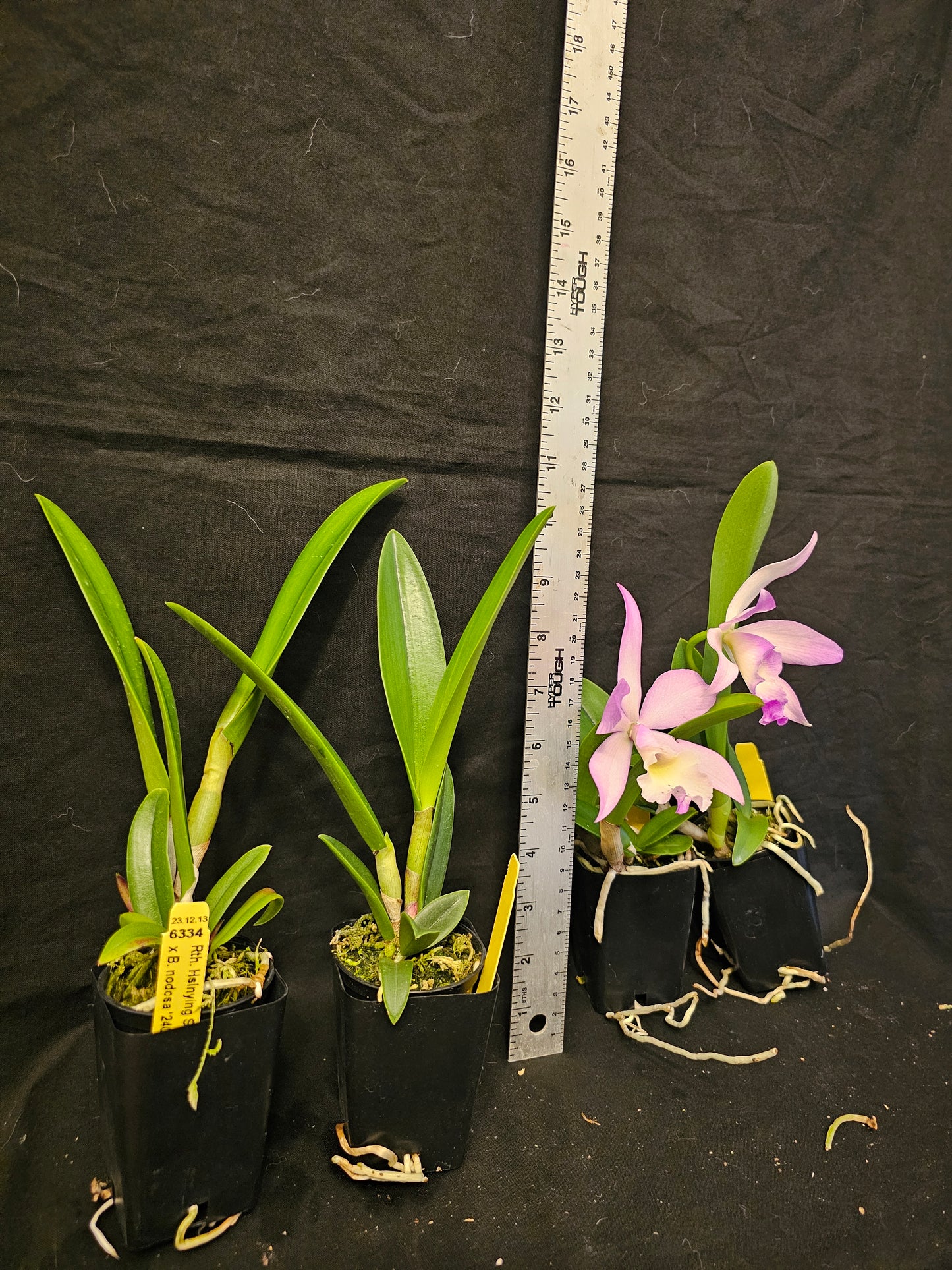 Rth Hsinying Starlight x Brassavola nodosa. Blooming size cattleya brassavola orchid hybrid. Seed grown plants