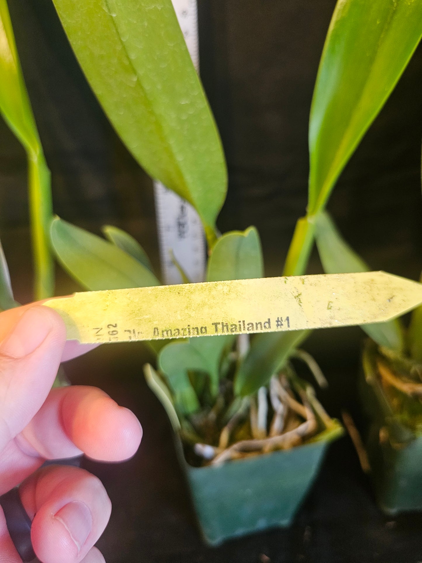 Rlc Amazing Thailand '#1' blooming size beautiful orchid clone.