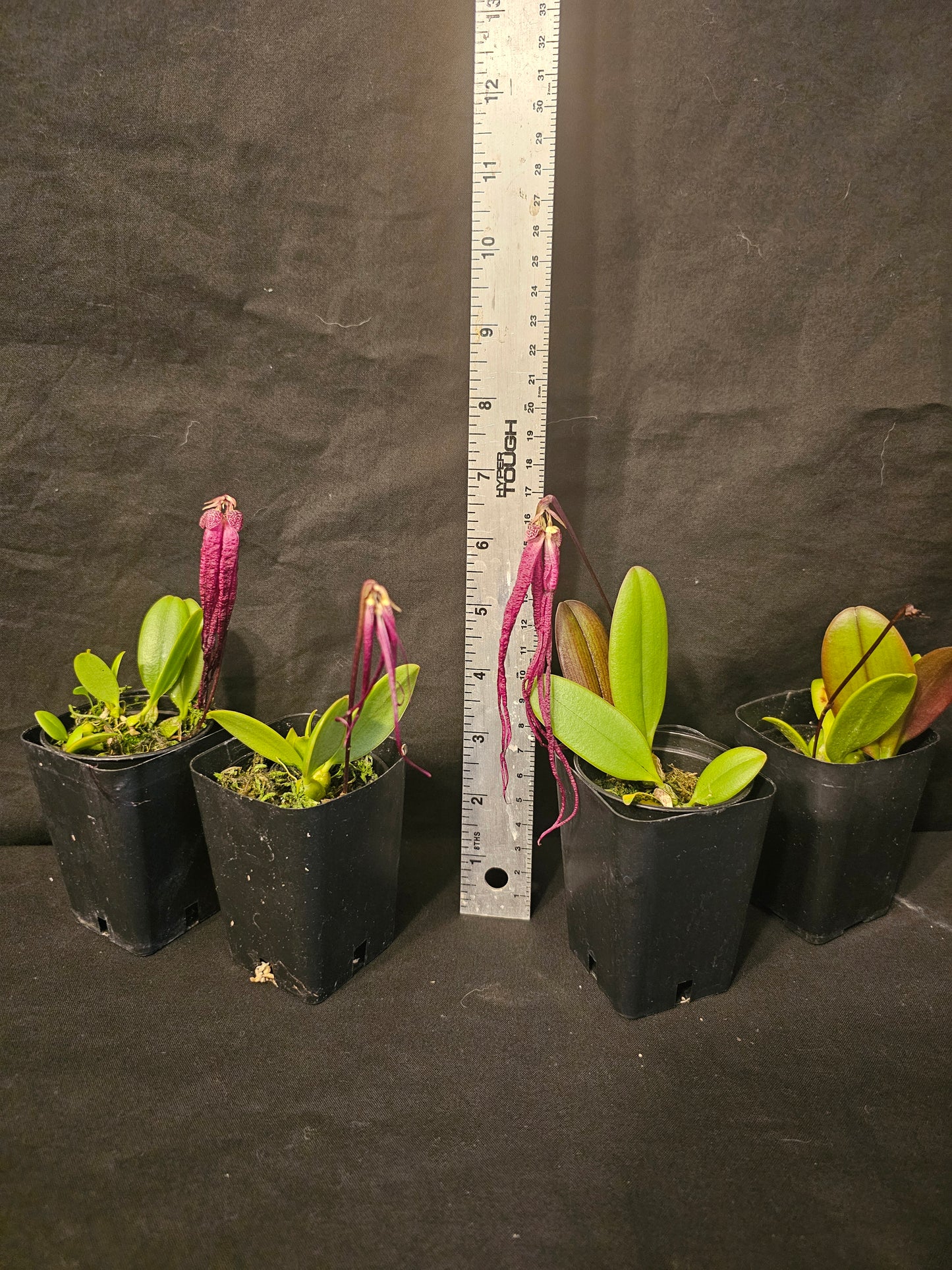 Bulbophyllum treschii. Blooming size bulbophyllum orchid species.