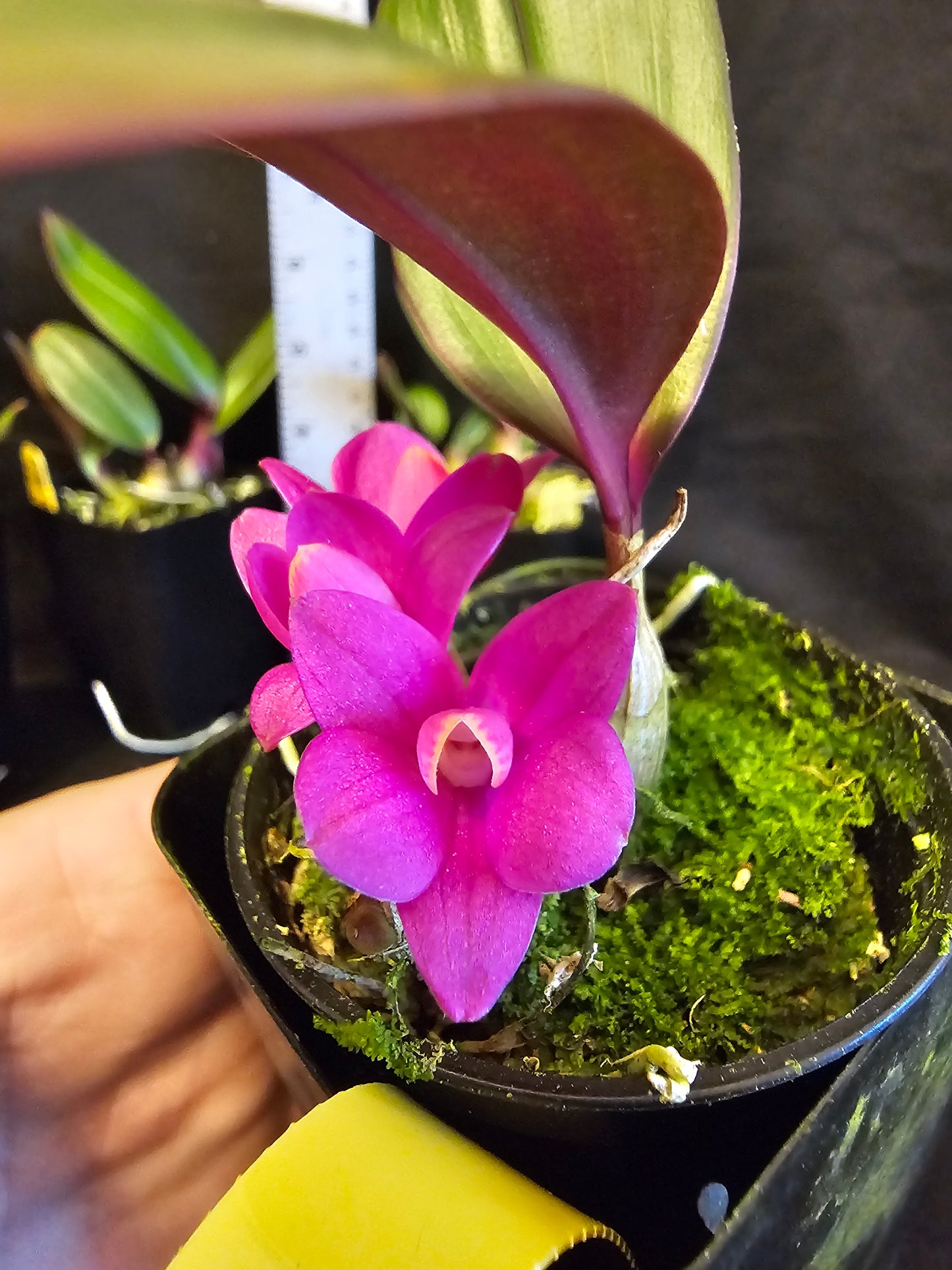 Dendrobium laevifolium 'Hot Pink' x sib. Blooming size rare dendroboum orchid species.