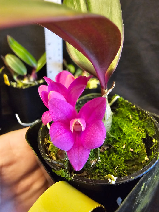 Dendrobium laevifolium 'Hot Pink' x sib. Blooming size rare dendroboum orchid species.