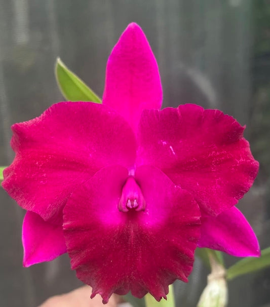 Lc Mini song x Lc Crimson Dragon. Near blooming size compact growing cattleya orchid hybrid
