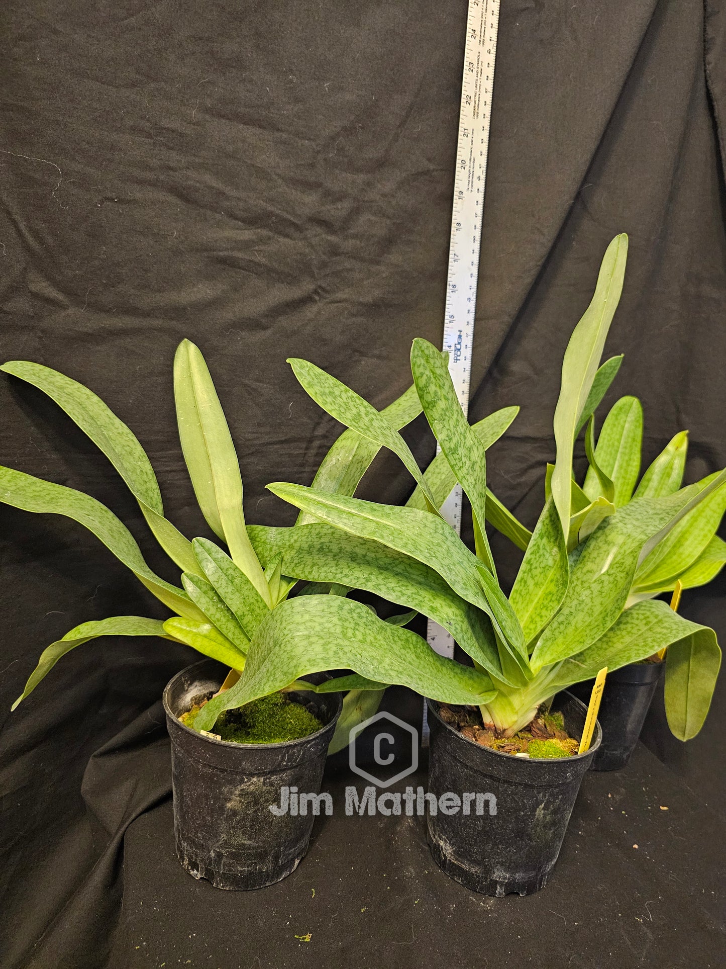 Paphiopedilum Greyi x Paph kolokapingii , Blooming size multifloral paphiopedilum orchid hybrid