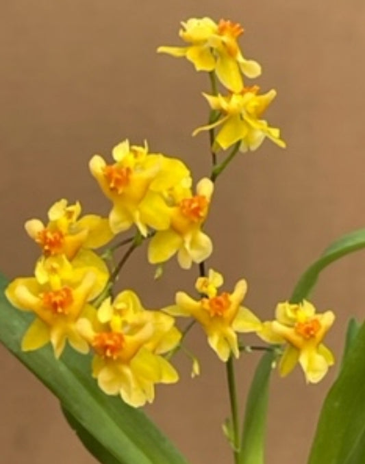 Oncidium Twinkle 'Oro' blooming size oncidium clone. Bright yellow blooms