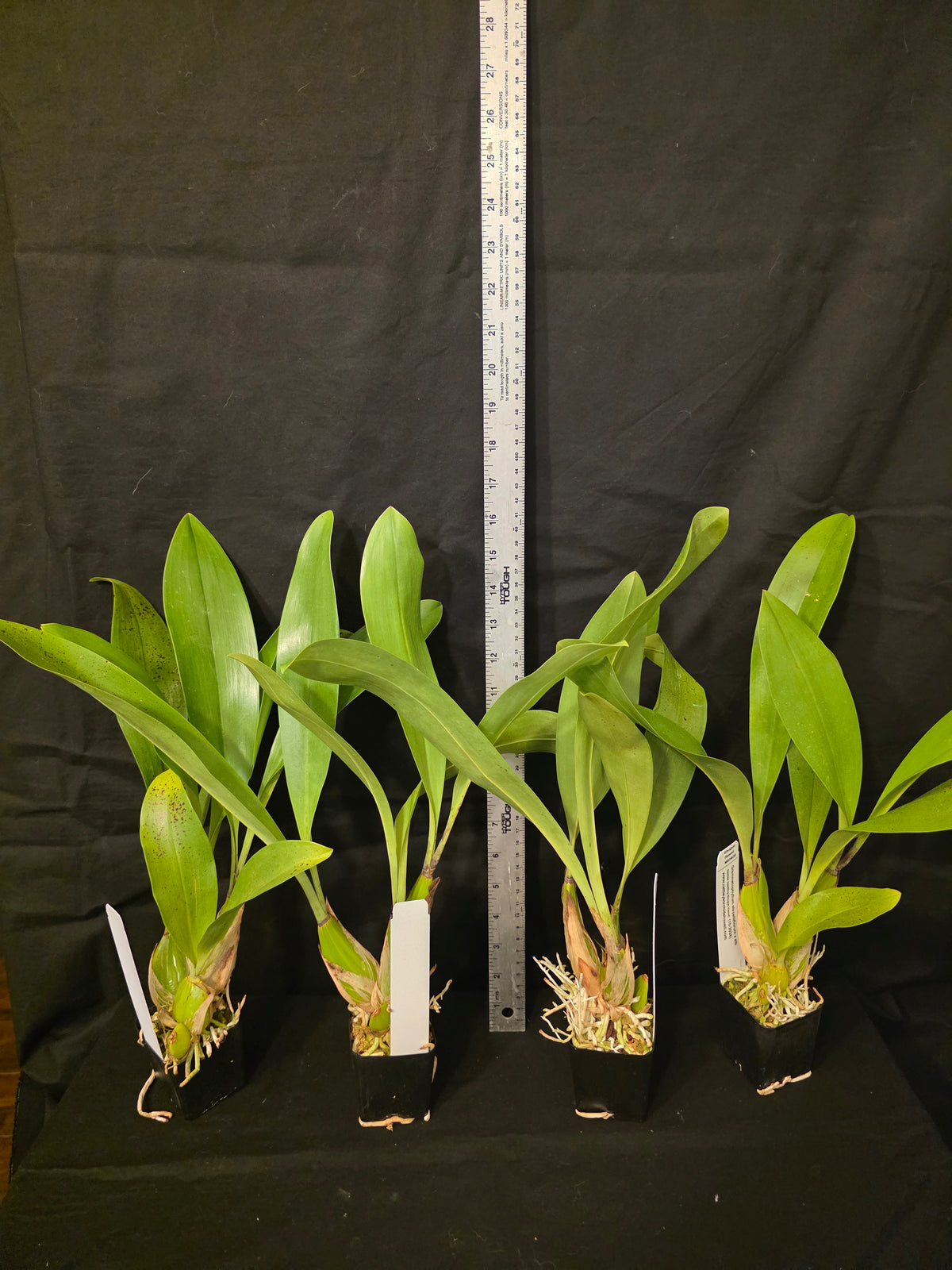 Grammatophyllum stapeliiflorum near blooming size rare orchid species