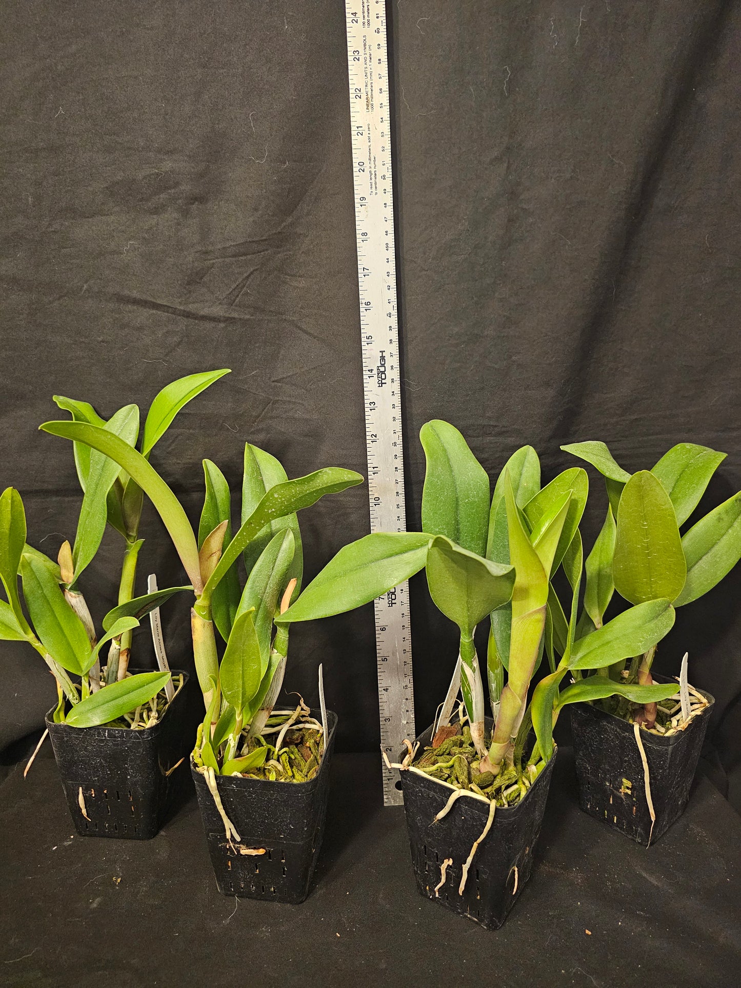 Rlc Lily Marie Almas 'MGR' Blooming size cattleya orchid clones. Beautiful fragrant blooms.