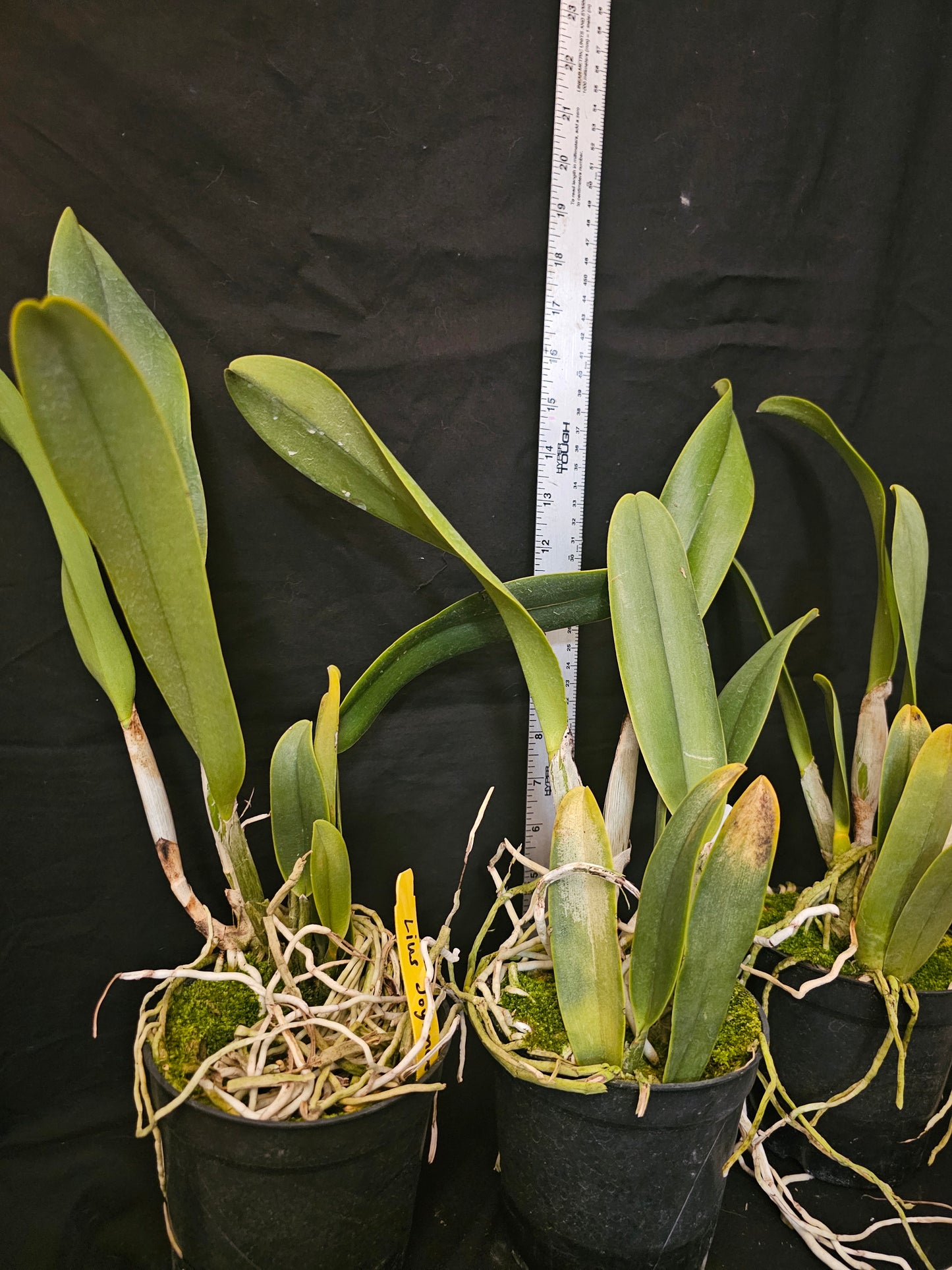 Rlc Liu's Joyance 'Great Horn' Blooming size cattleya orchid clone. Large fragrant yellow blooms.