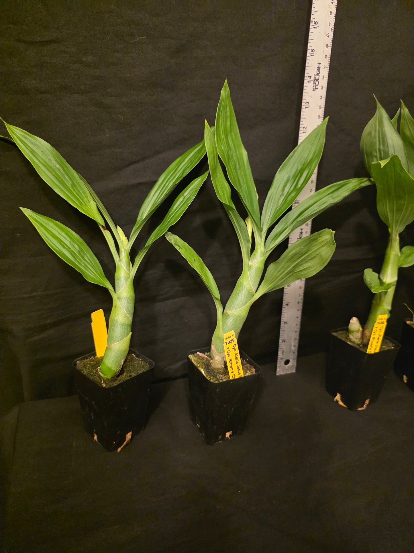 Cycnoches Alexis Jesus Pardo x cyc Browns Choice. Blooming size cycnoches hybrid.