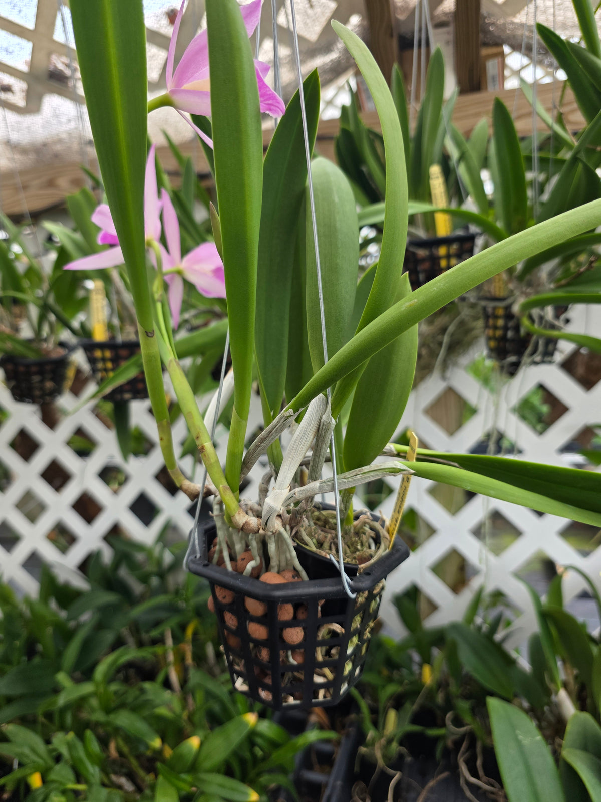 Brassavola nodosa x Cattleya Circle of life. Bloom size in 4" basket. Seed grown unique bloom