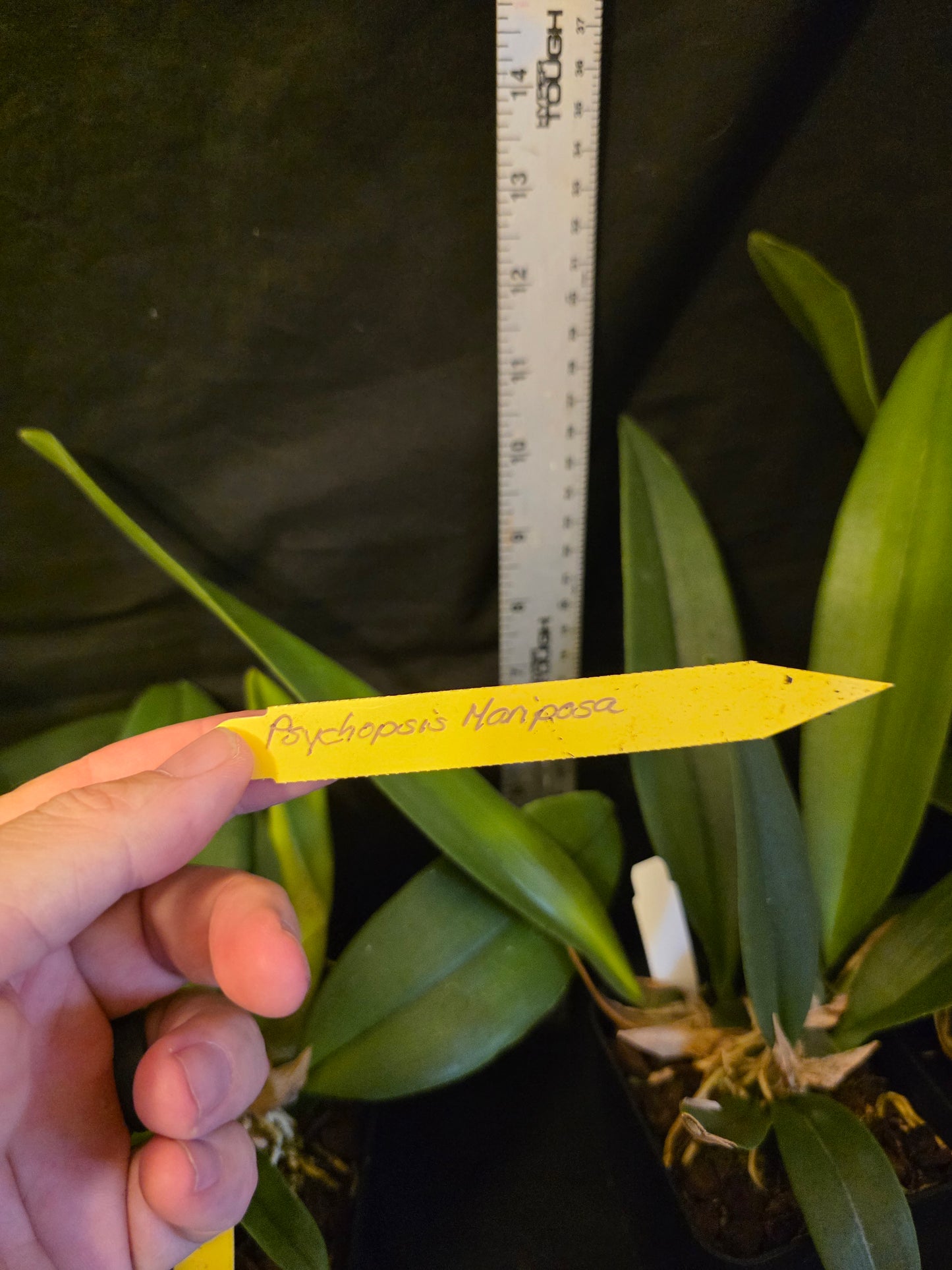 Psychopsis Mariposa. Blooming size rare orchid hybrid