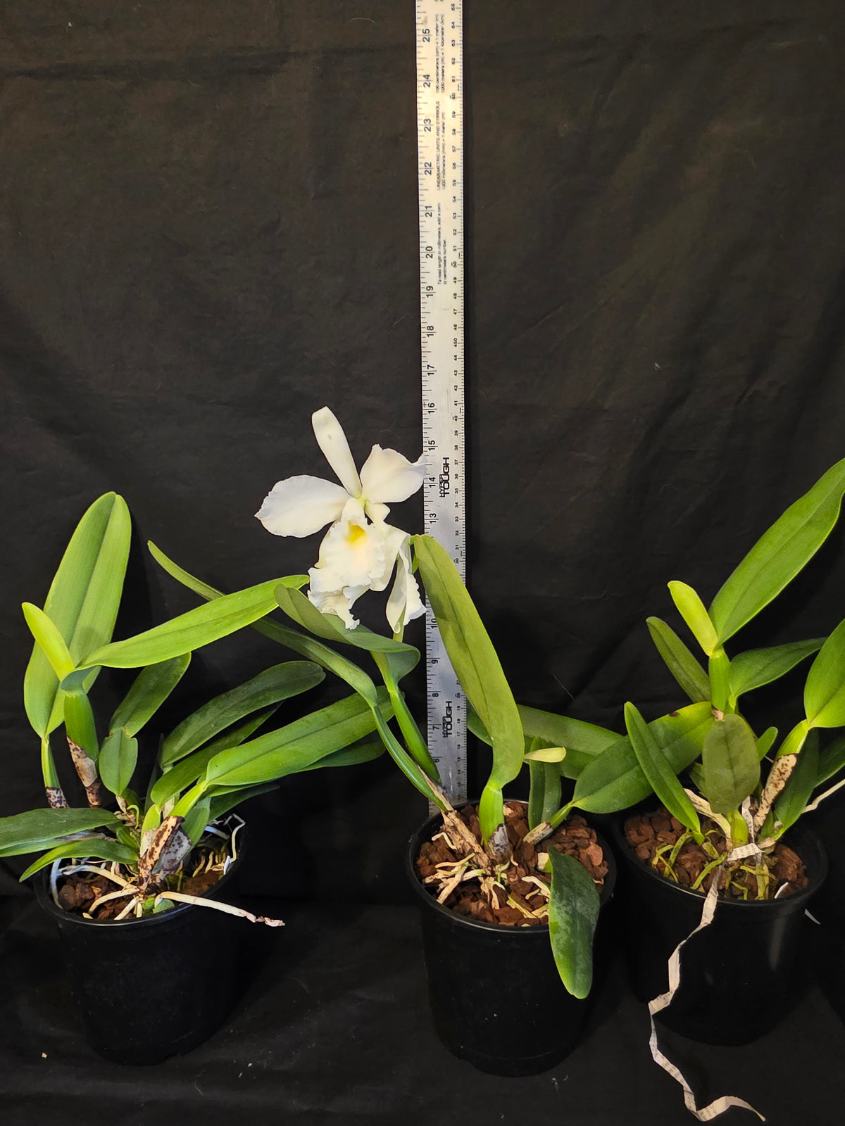 Cattleya jenmanii v alba x sib. Blooming size Cattleya orchid speices. Fragrant