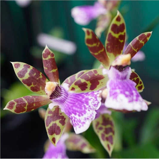 Zygopetqlum Jumpin Jack. Blooming size zygopetalum orchid hybrid. Very fragrant and beautiful.