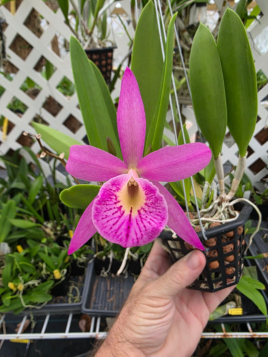 Brassavola nodosa x Cattleya Circle of life. Bloom size in 4" basket #2. Seed grown unique bloom