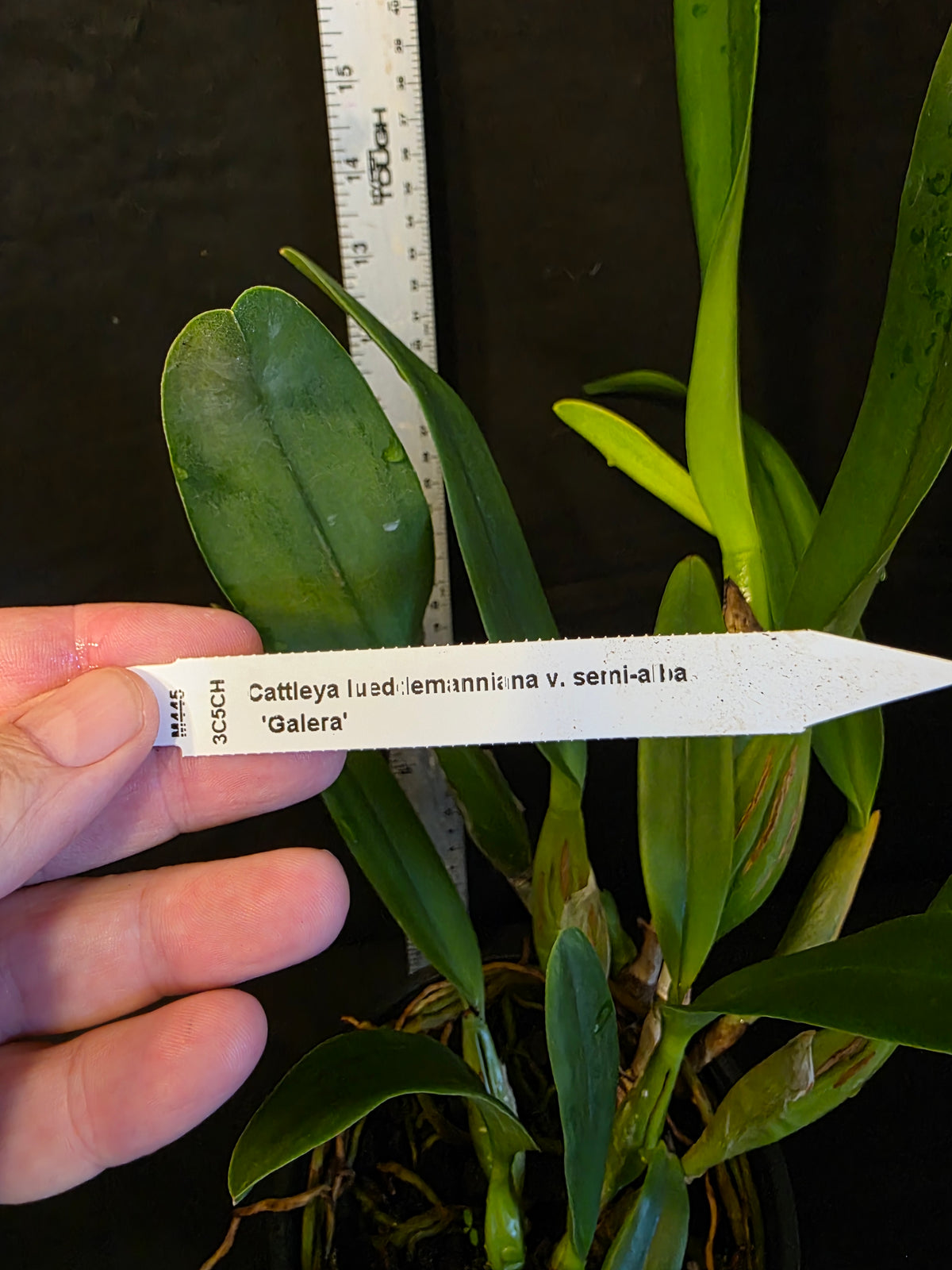 Cattleya lueddemanniana var semi alba 'Galera'. Blooming size cattleya orchid species. Large fragrant blooms.
