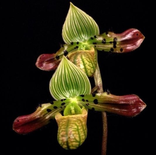 Paphiopedilum venustum. Blooming size unique paphiopedilum orchid species.