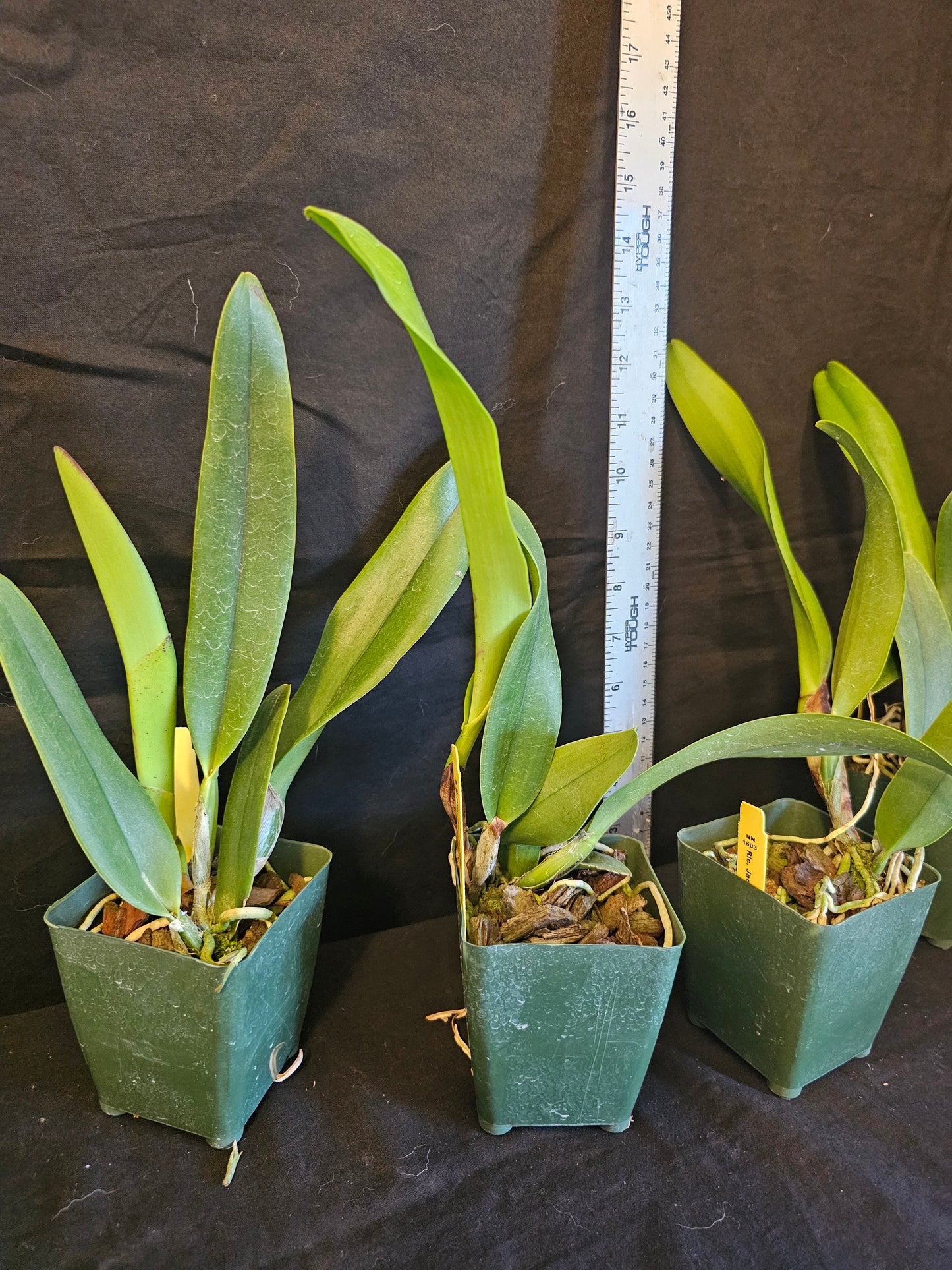 Rlc Jac Golden Peacock 'Tai Young' near blooming size cattleya orchid clone.